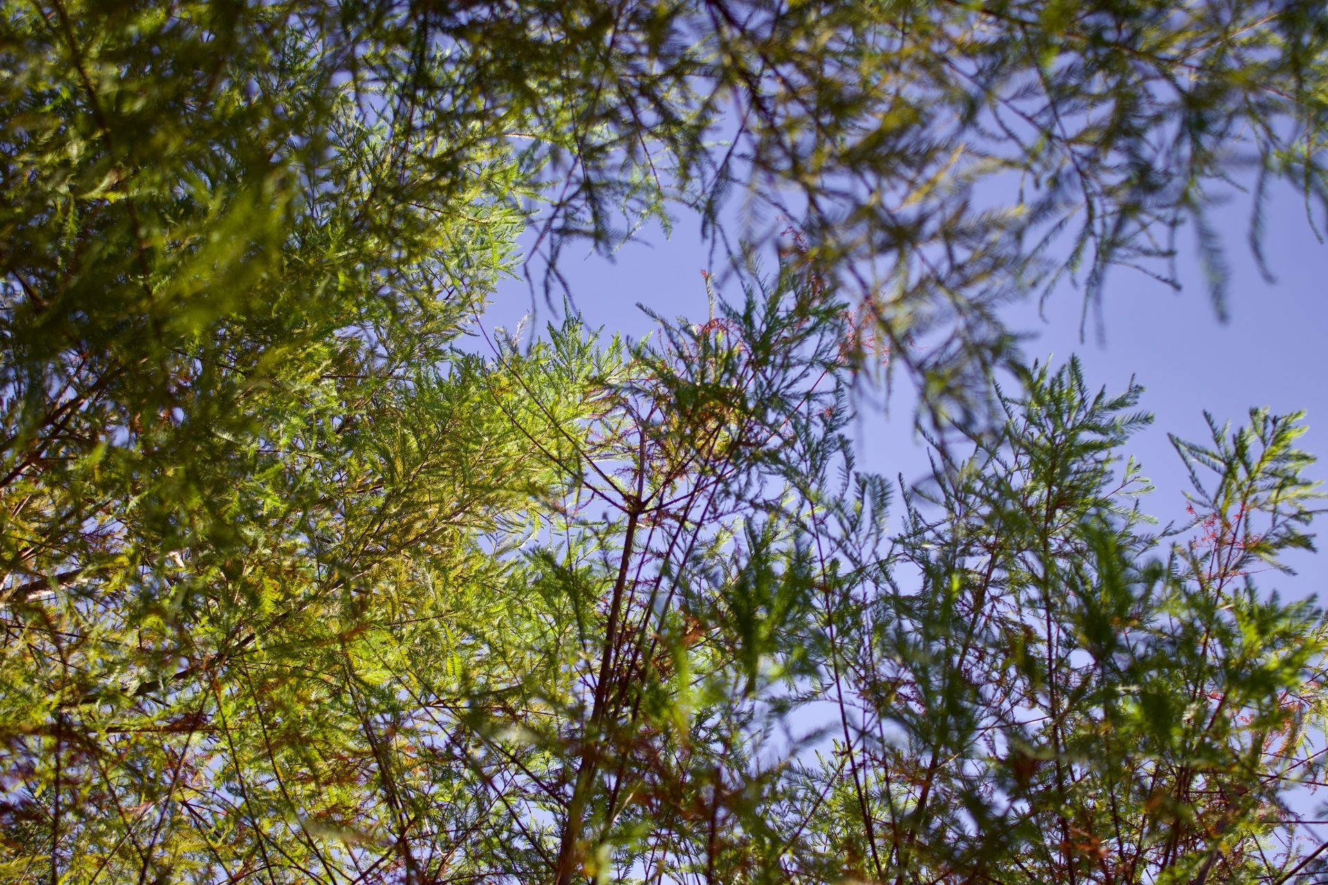 Looking up at a tree with lots of leaves against a blue sky