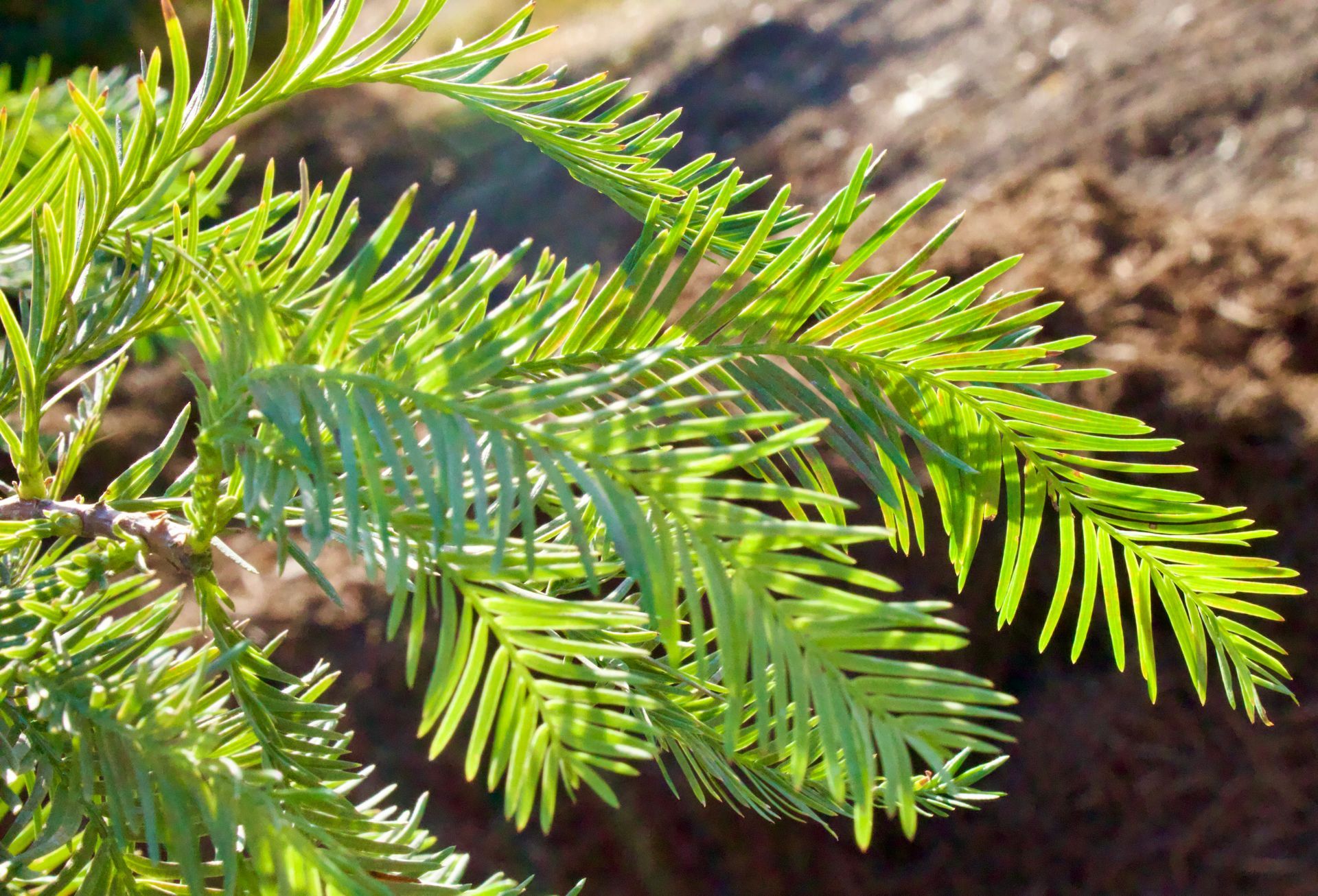 A close up of a pine tree branch with green needles