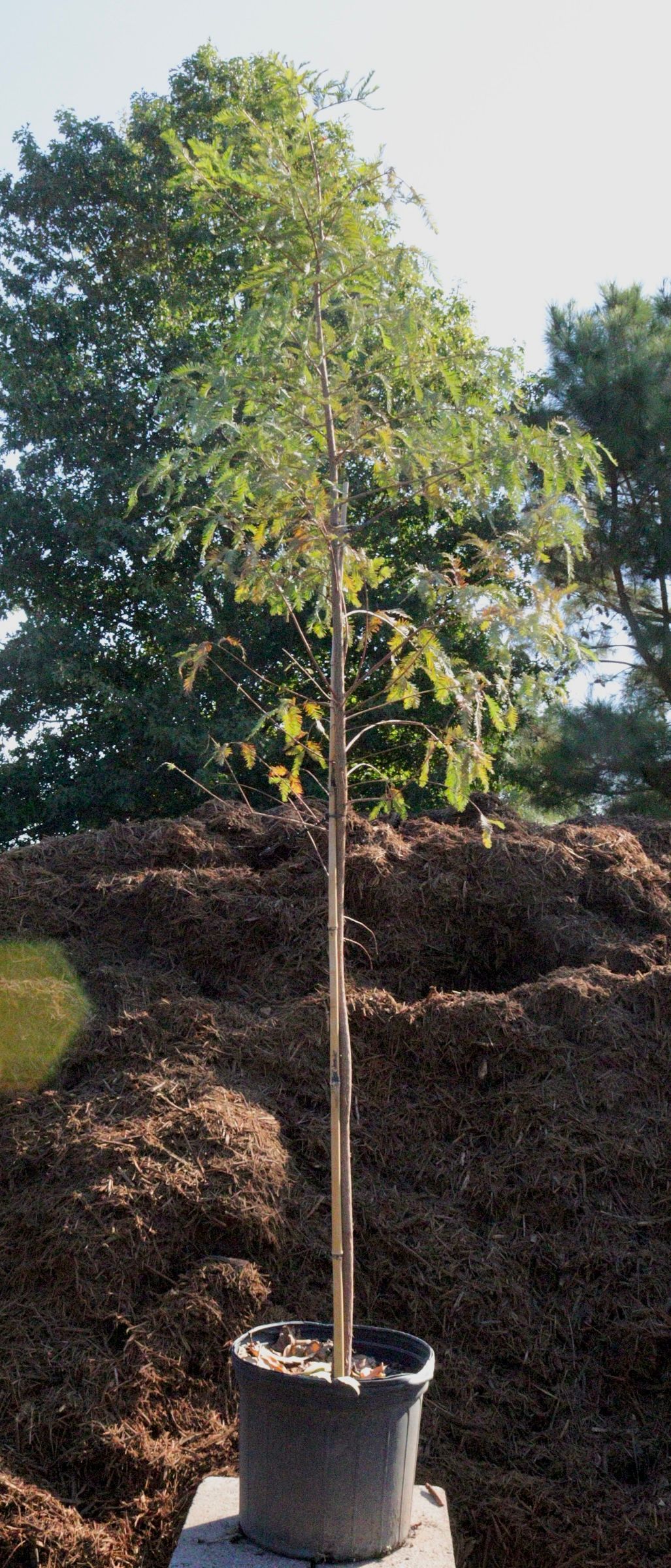 A small tree in a pot is sitting on top of a pile of mulch.