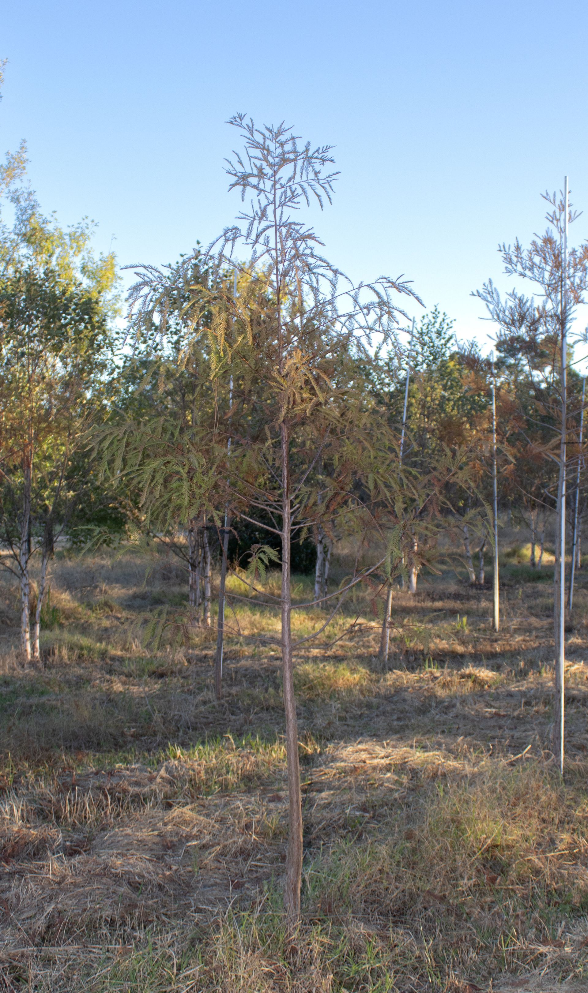 A small tree in the middle of a field of trees.
