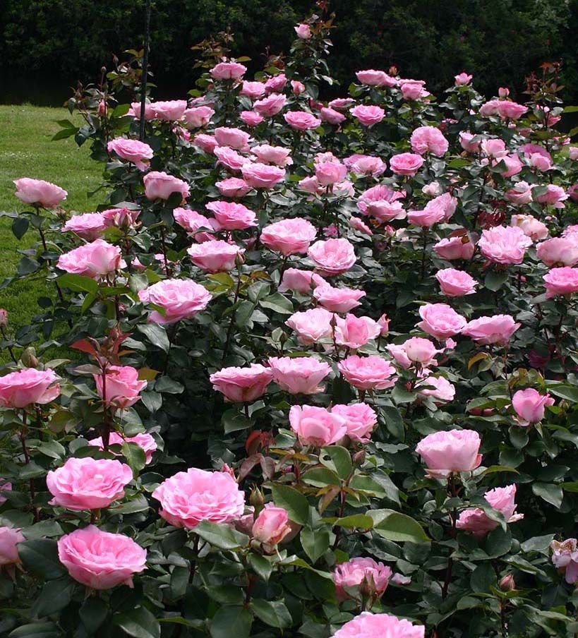 A bush of pink roses with green leaves
