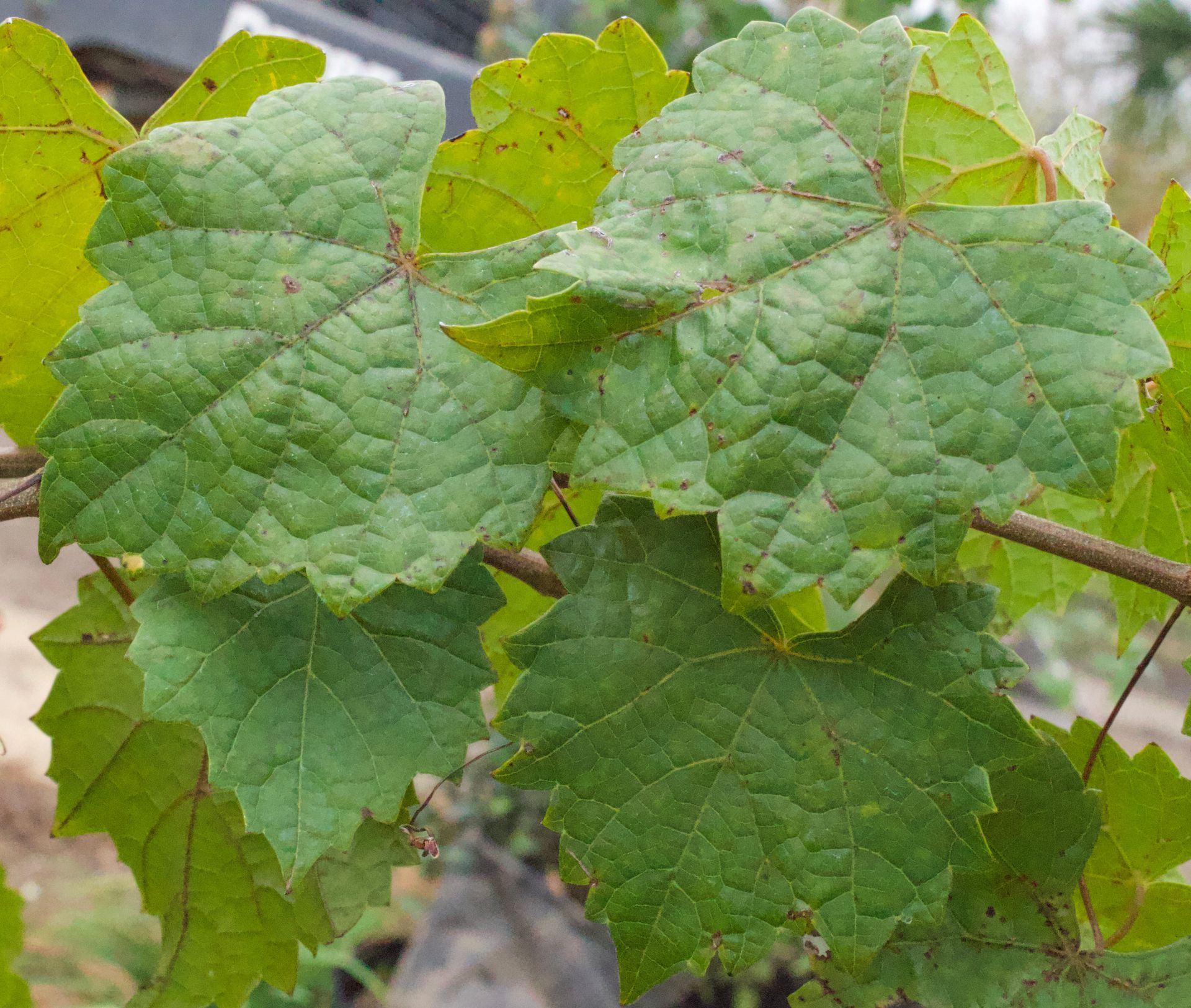 A close up of a green leaf on a plant