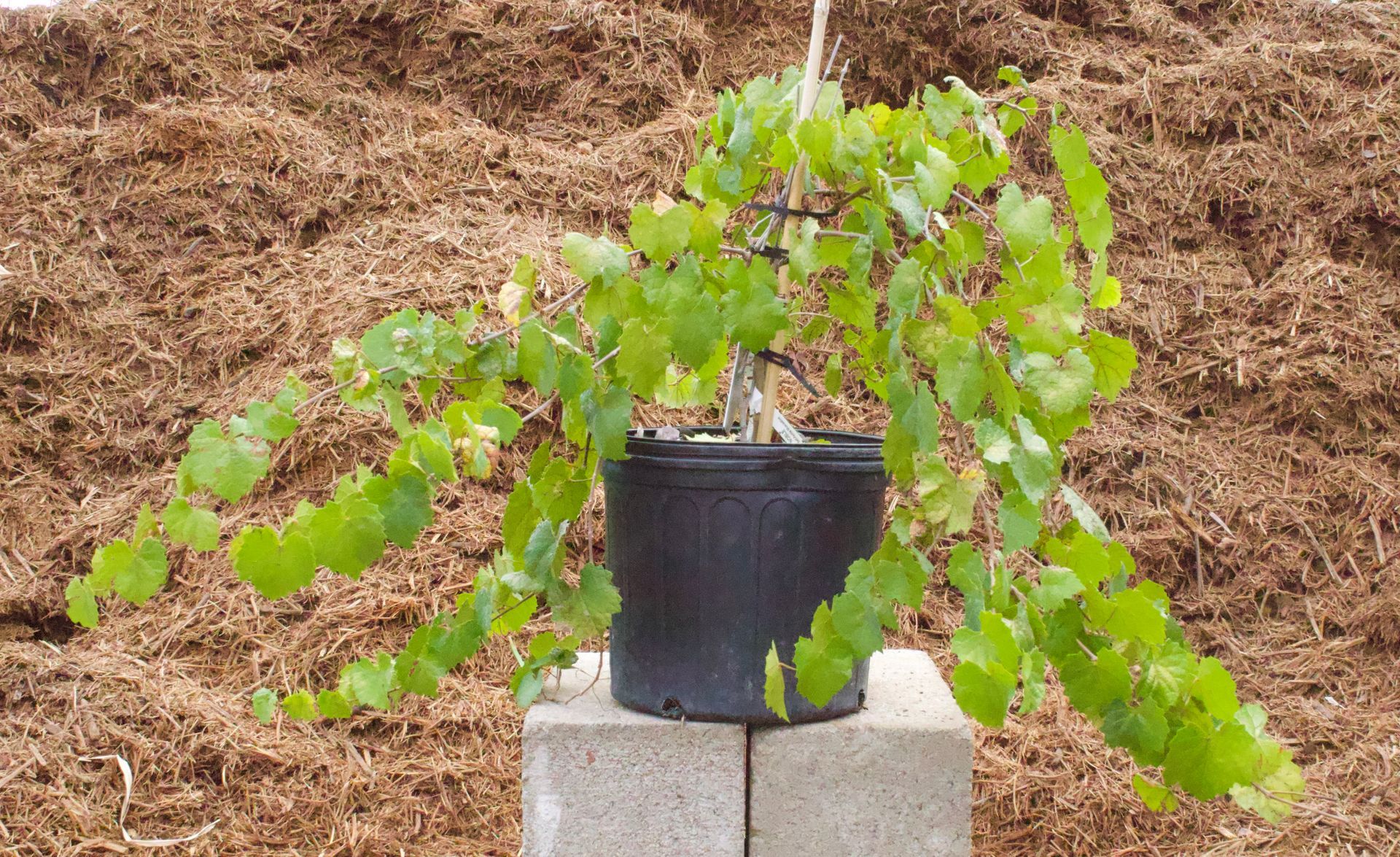 A potted plant with green leaves is sitting on a concrete block.