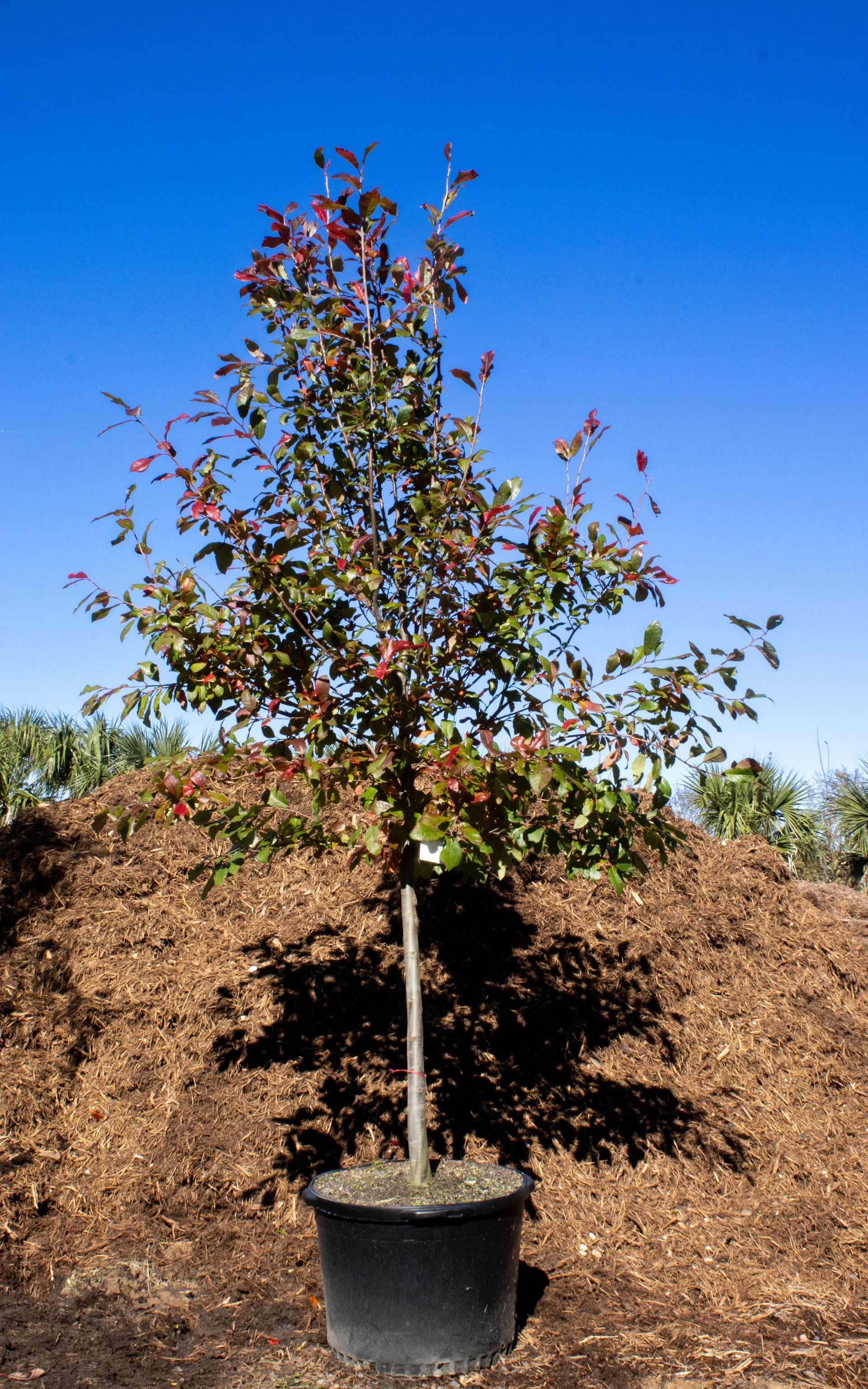 A tree in a pot is sitting in front of a pile of mulch.