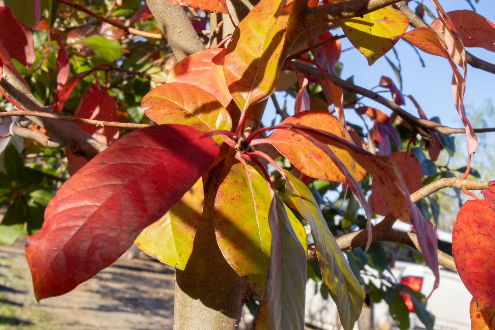 A close up of a tree branch with red and yellow leaves