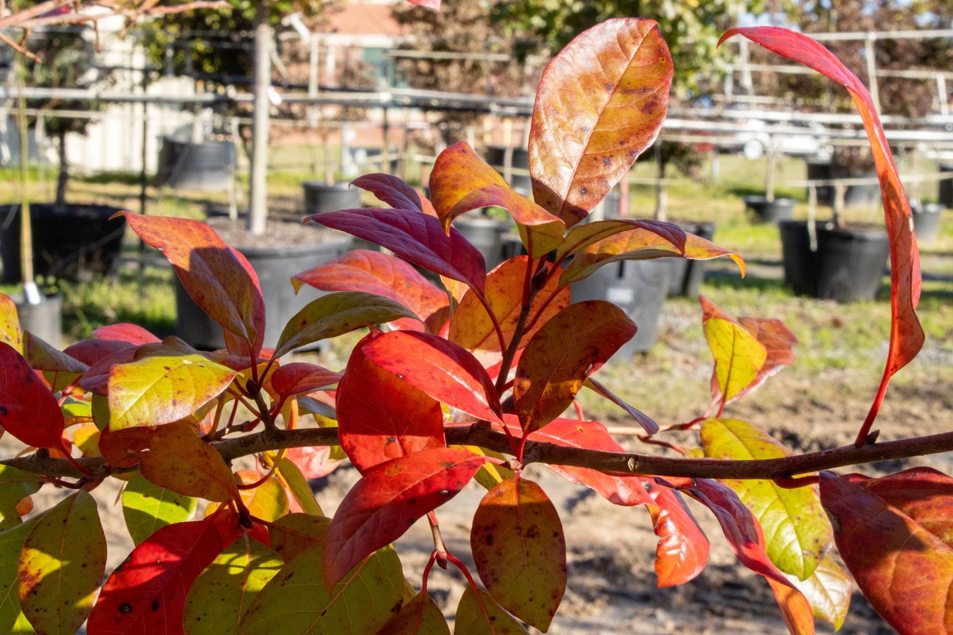 A close up of a tree branch with red and green leaves.