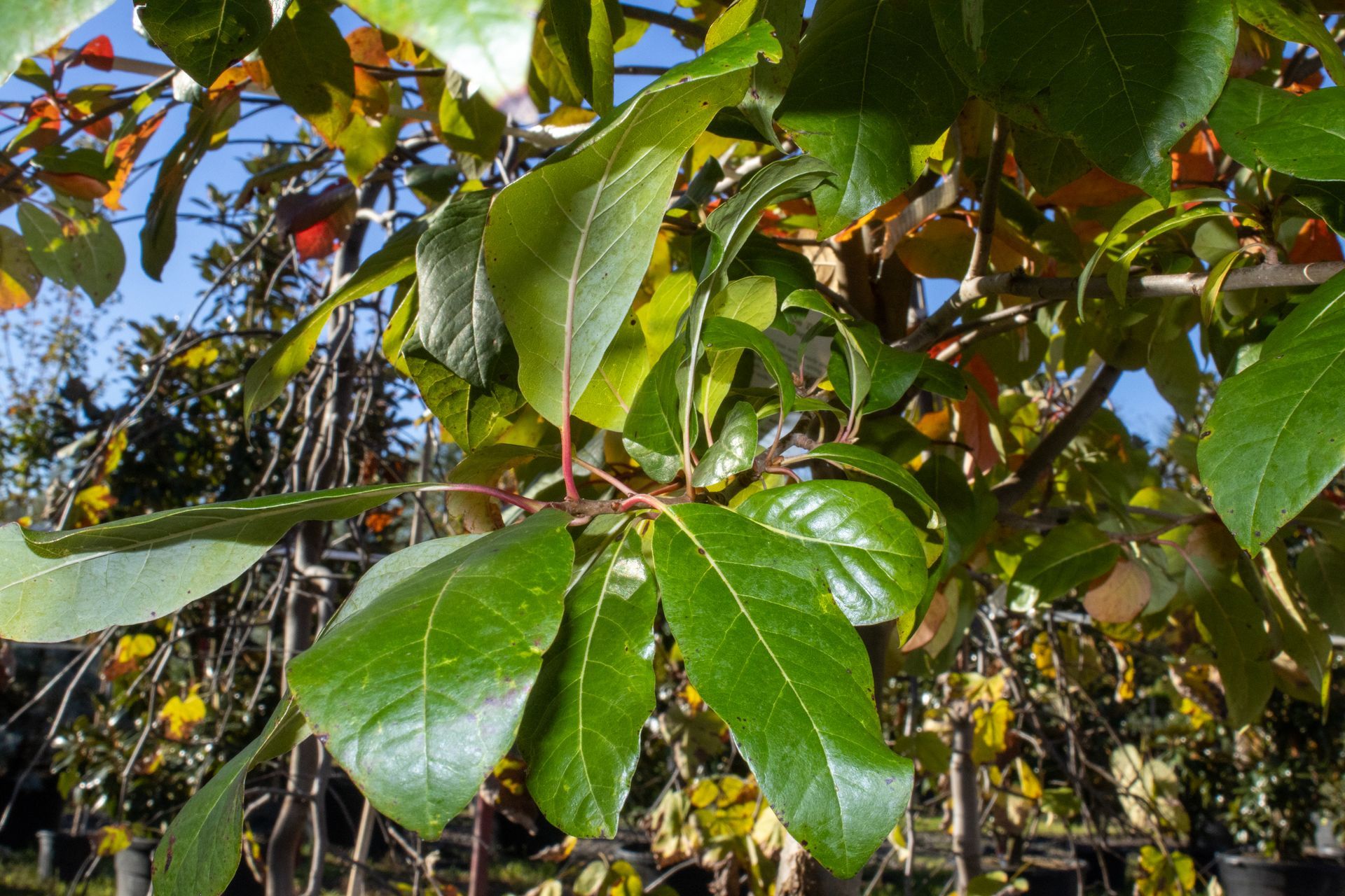 A close up of a tree with lots of green leaves