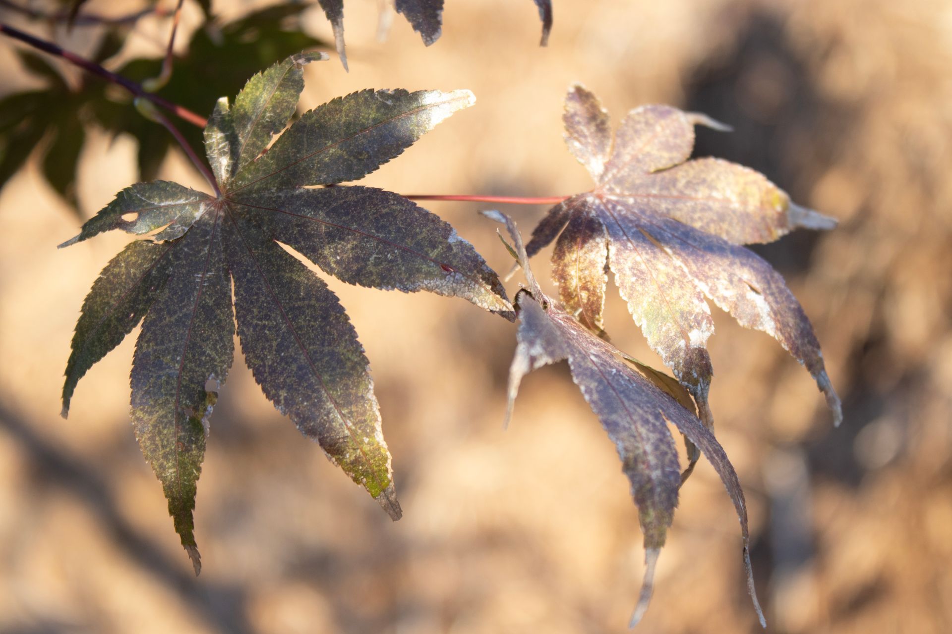 A close up of two leaves on a tree branch