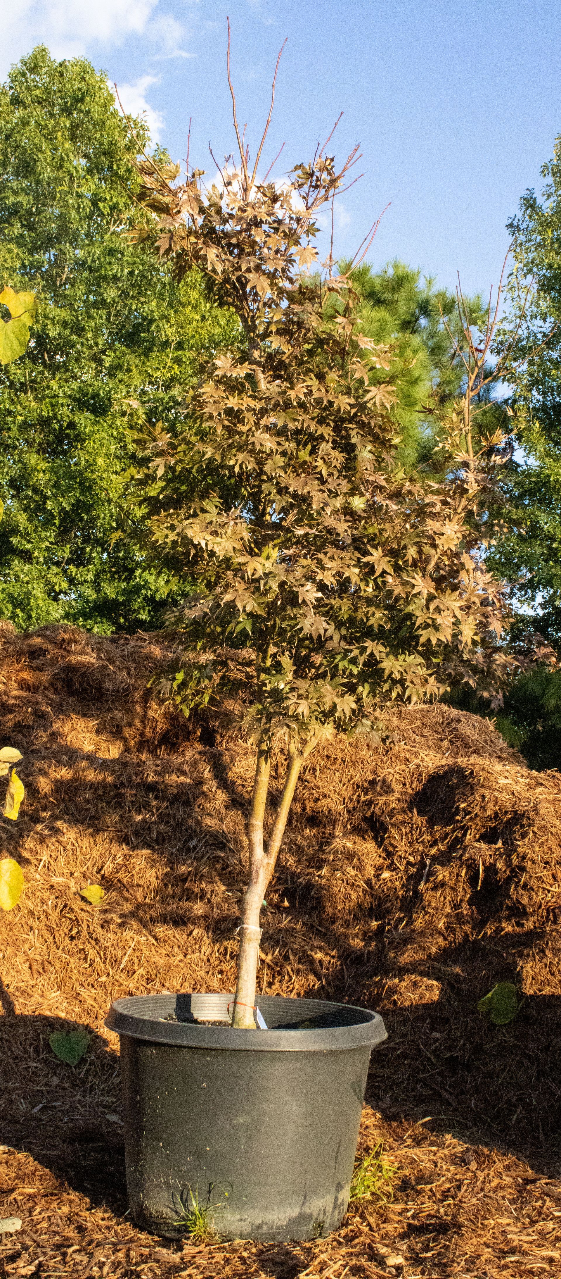 A tree in a pot is sitting on top of a pile of mulch.