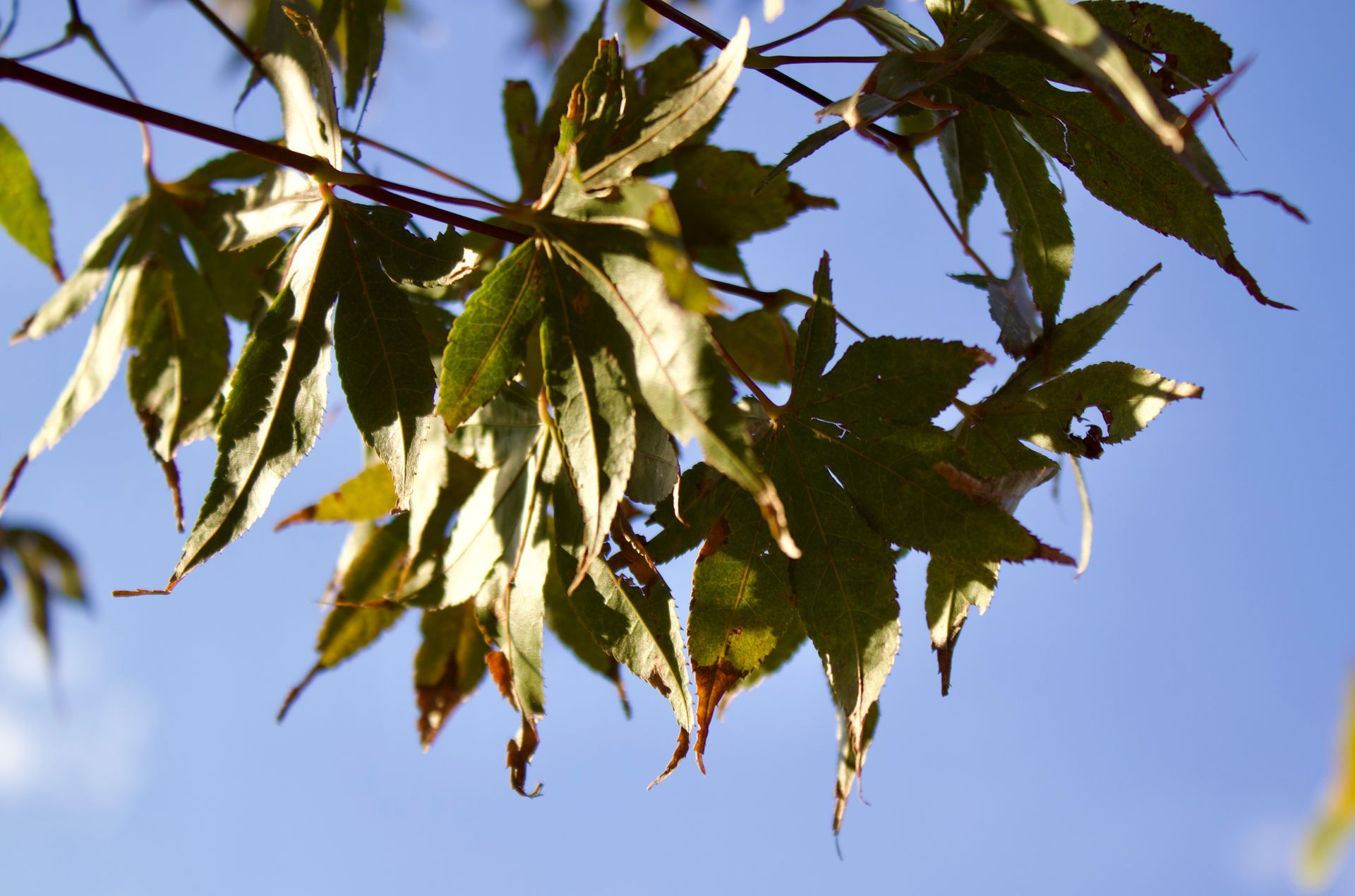 A tree branch with leaves against a blue sky
