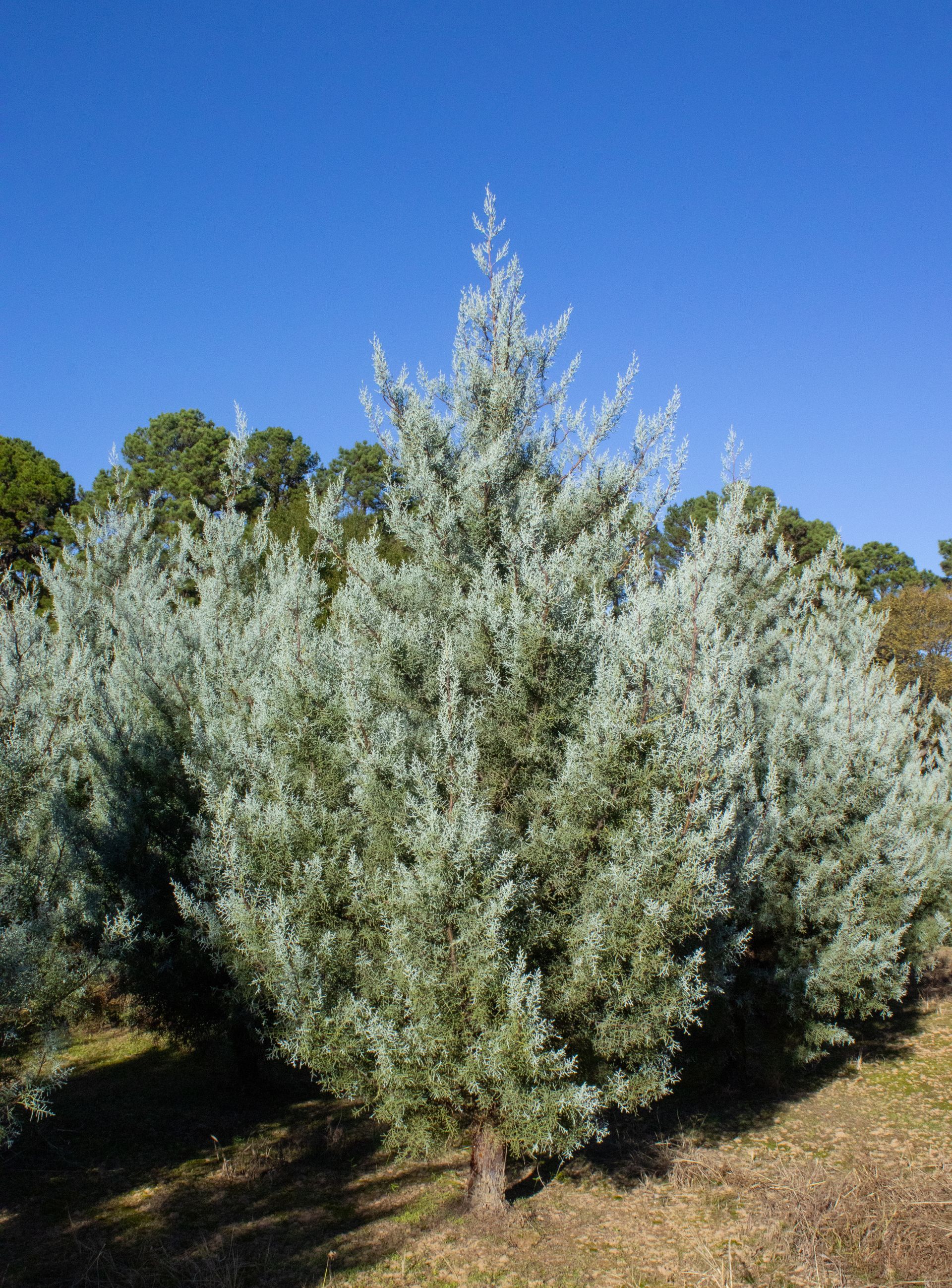 A row of trees in a field with a blue sky in the background