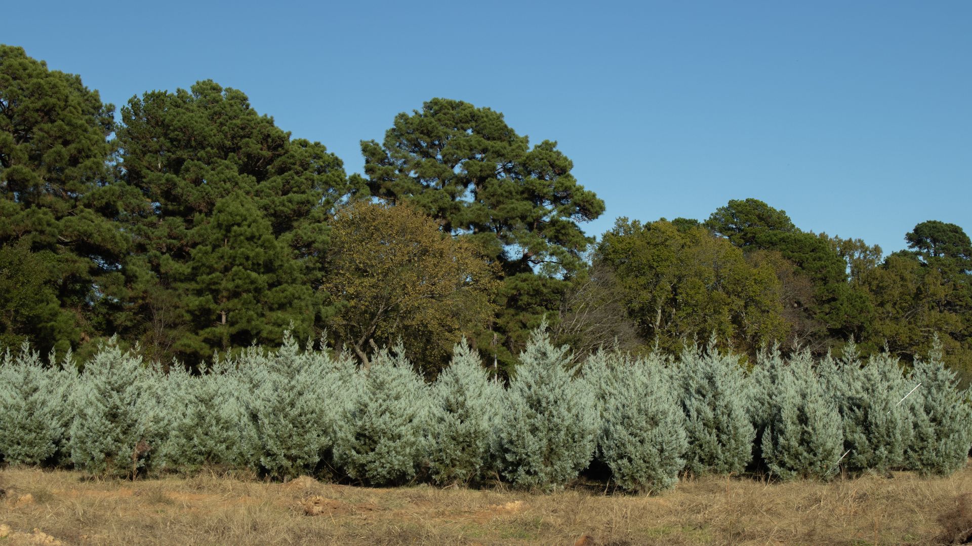 A row of trees in a field with a blue sky in the background