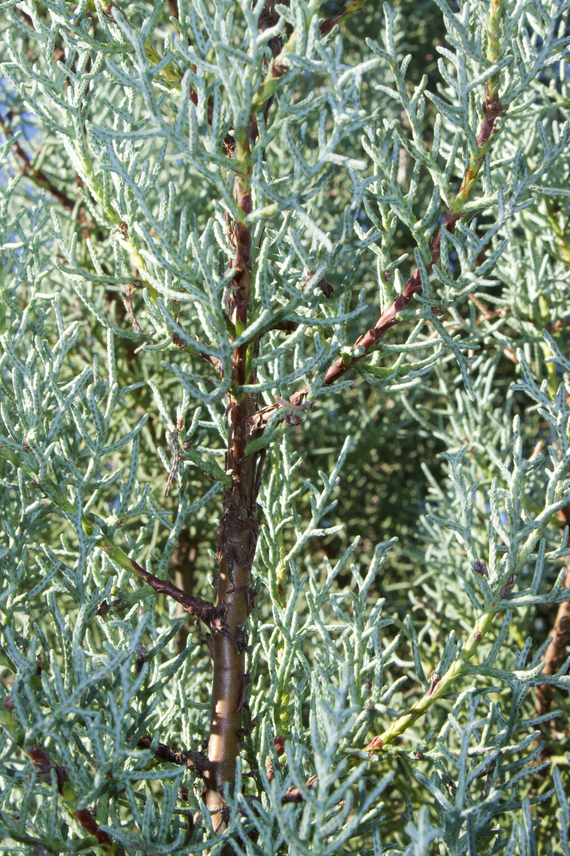 A close up of a tree with lots of branches and leaves.