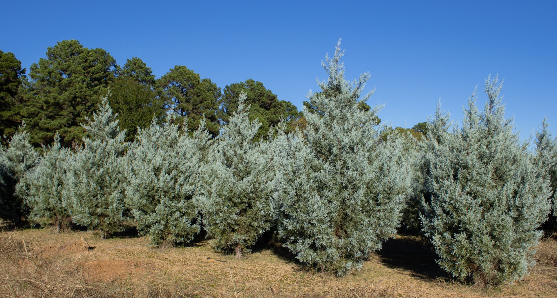 A row of trees in a field with a blue sky in the background.