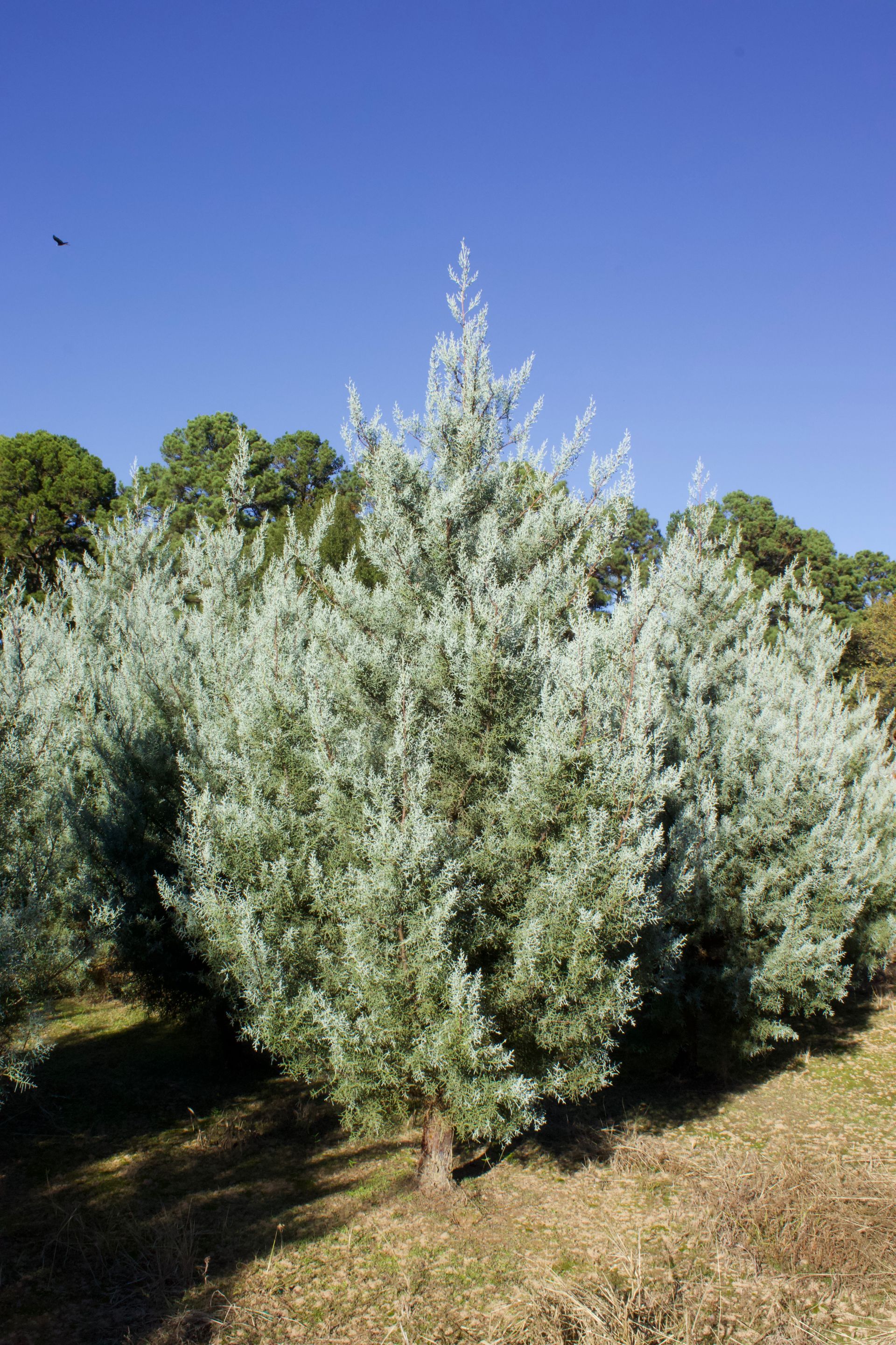 A row of trees in a field with a blue sky in the background.