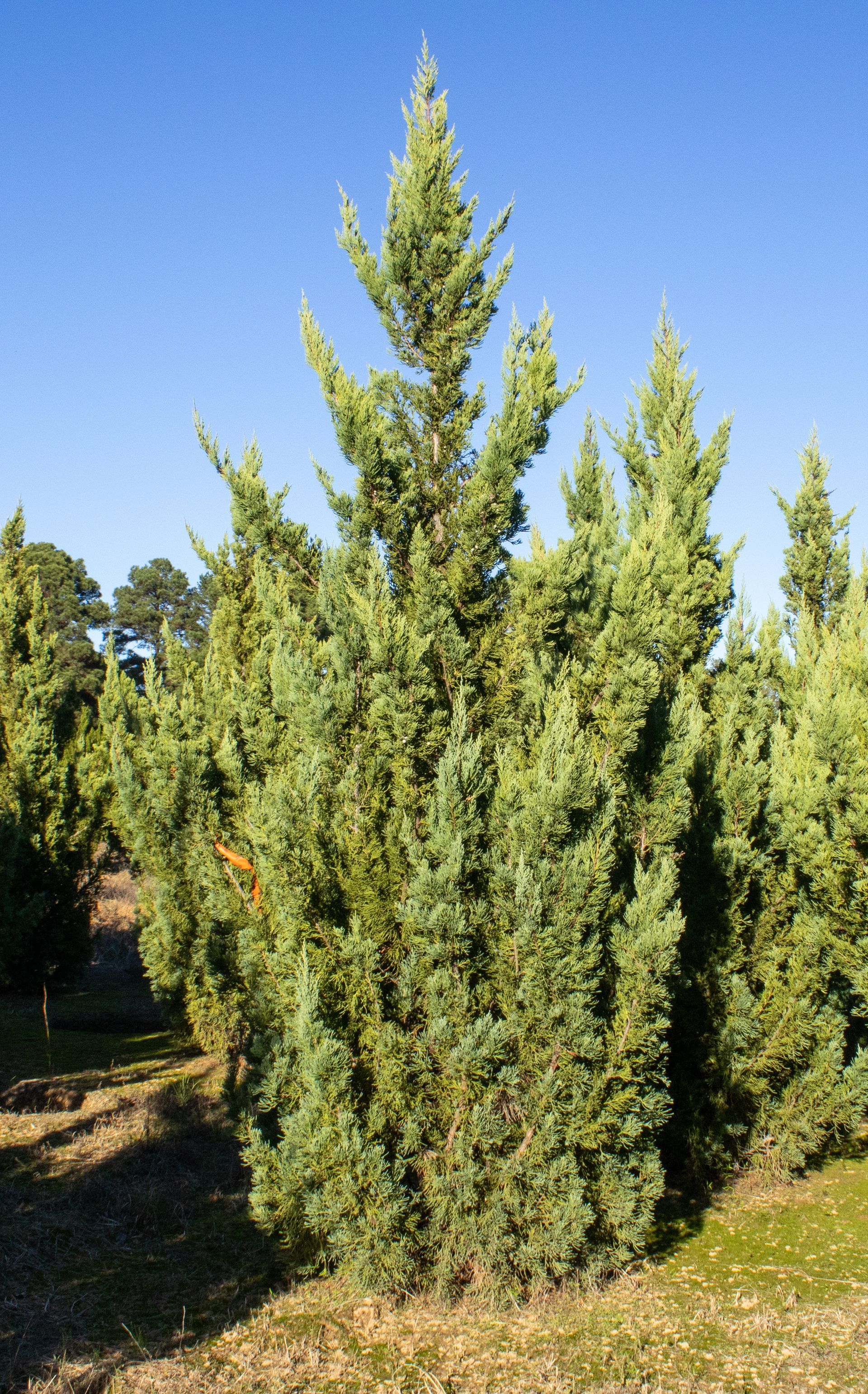 A row of pine trees in a field with a blue sky in the background