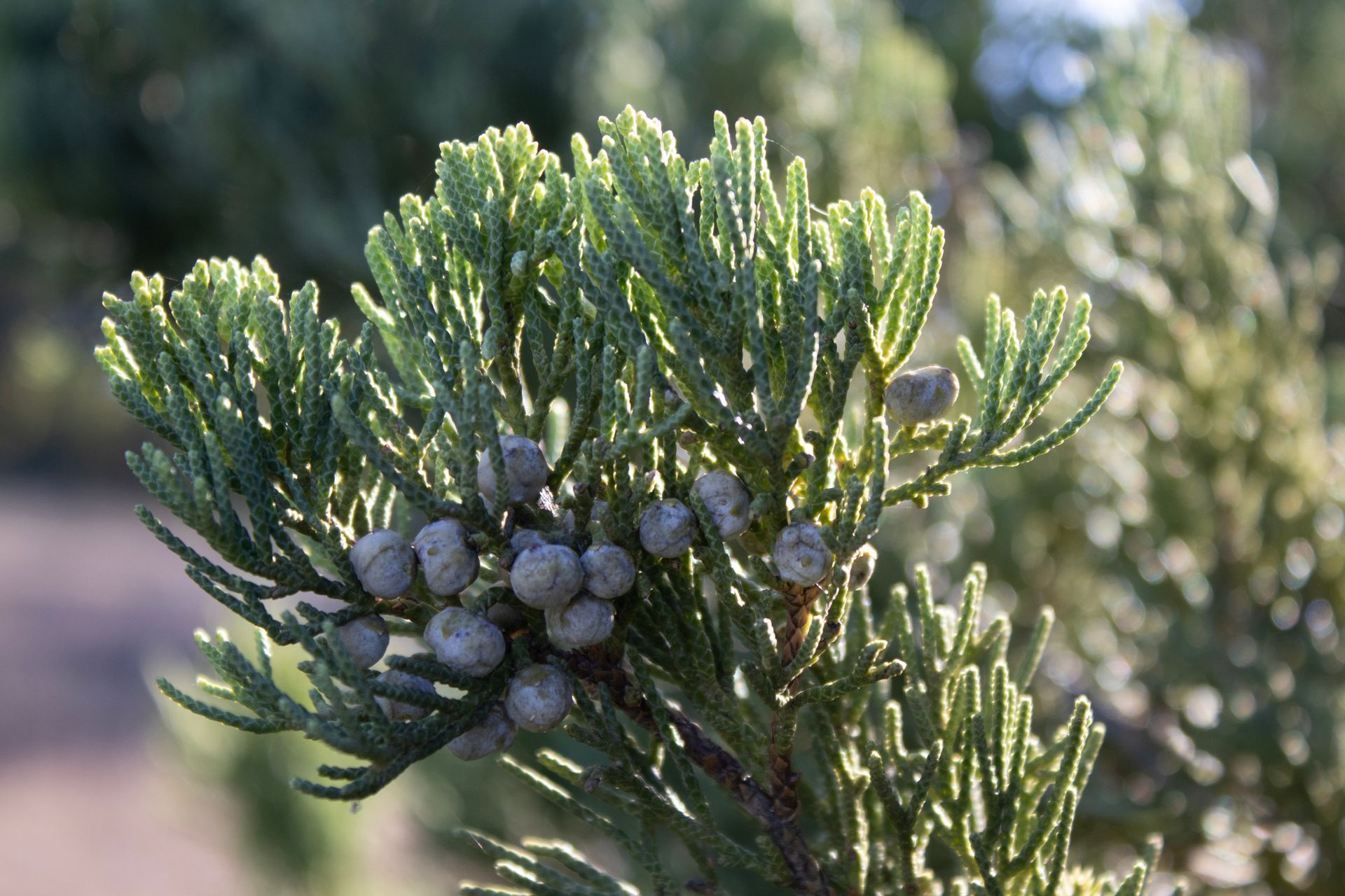 A close up of a pine tree branch with cones on it