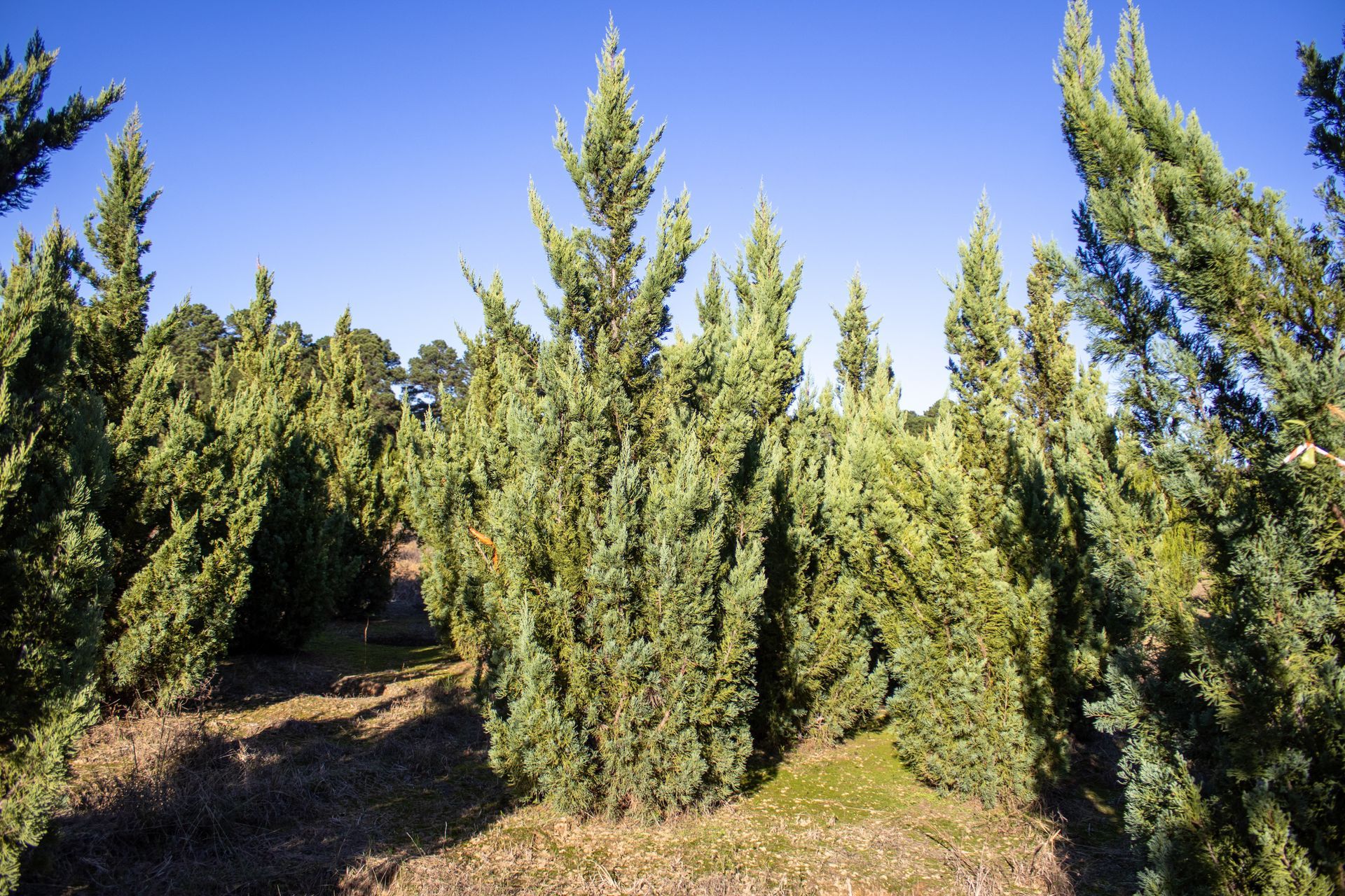 A field of trees with a blue sky in the background
