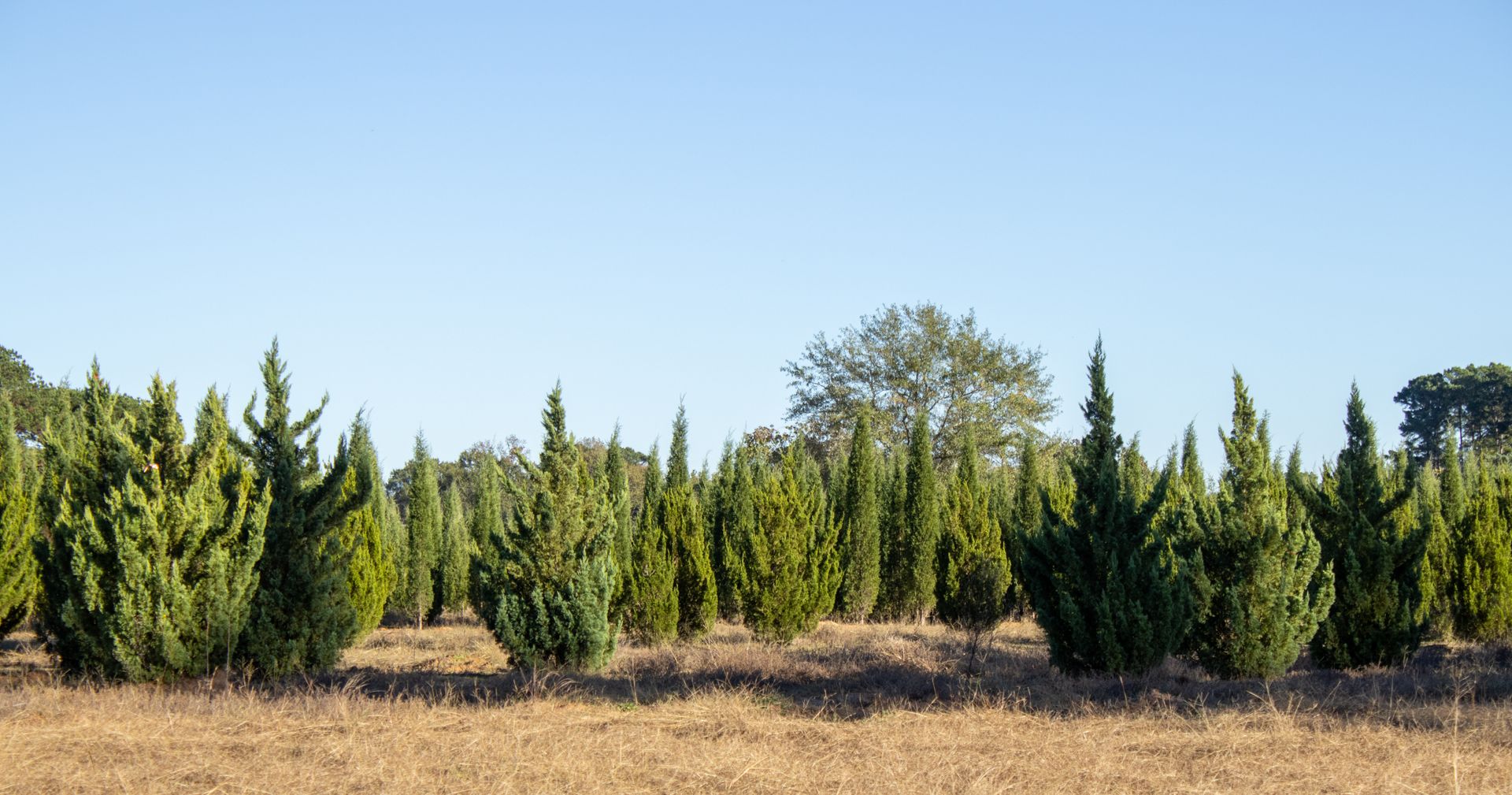 A row of christmas trees in a field with a blue sky in the background.