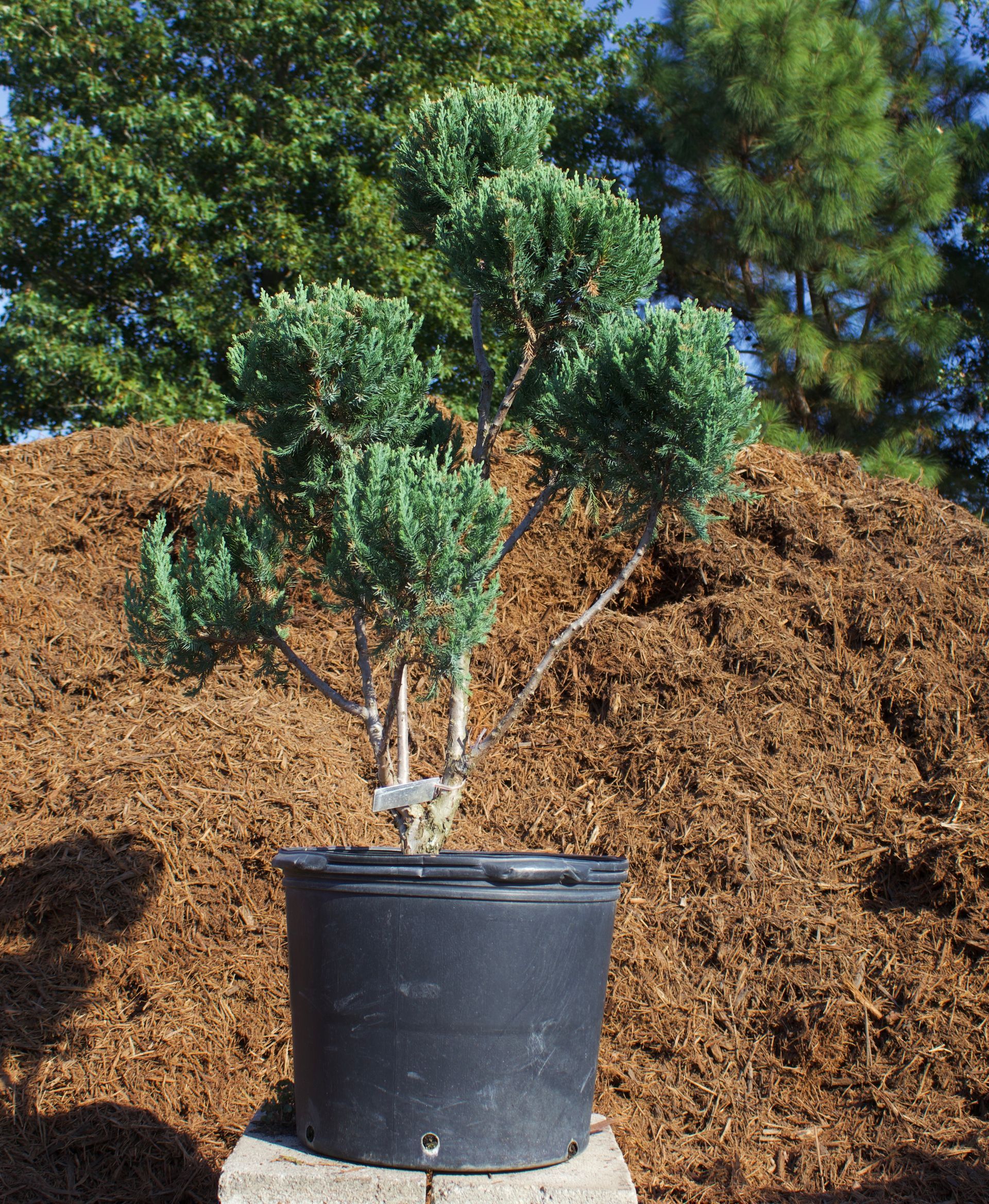 A small tree in a black pot is sitting in front of a pile of mulch.
