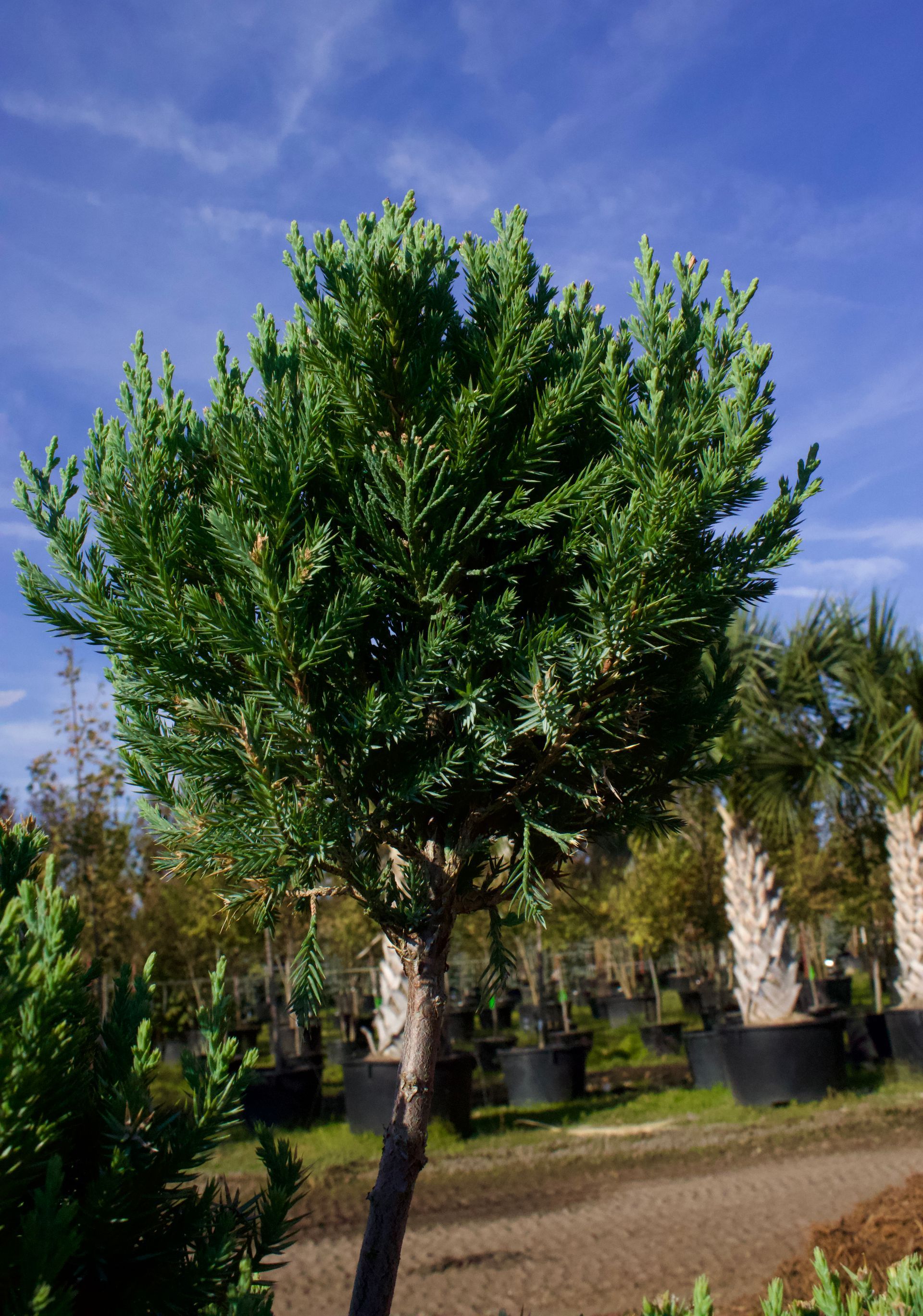 A tree in a garden with a blue sky in the background