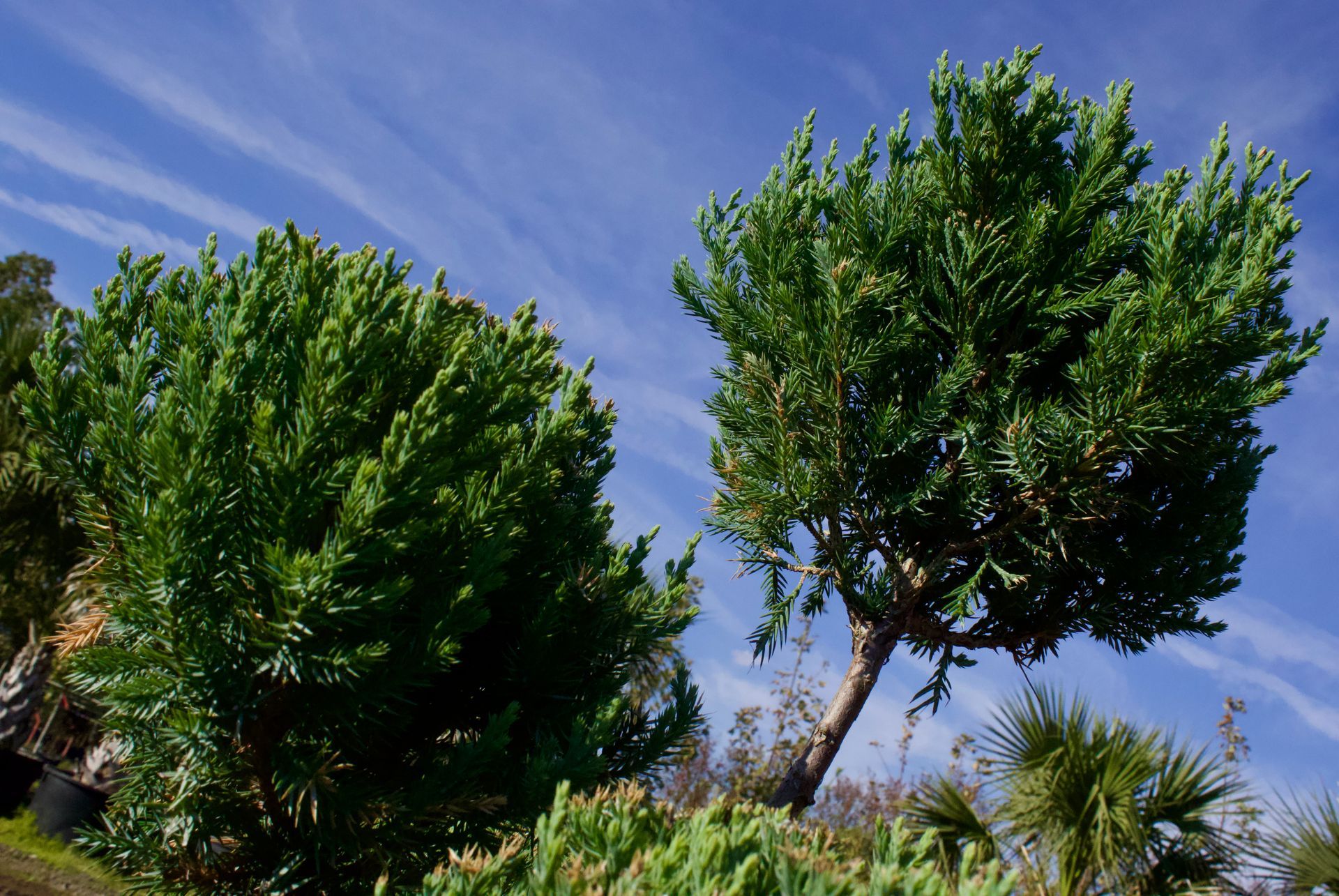 A tree with a blue sky in the background