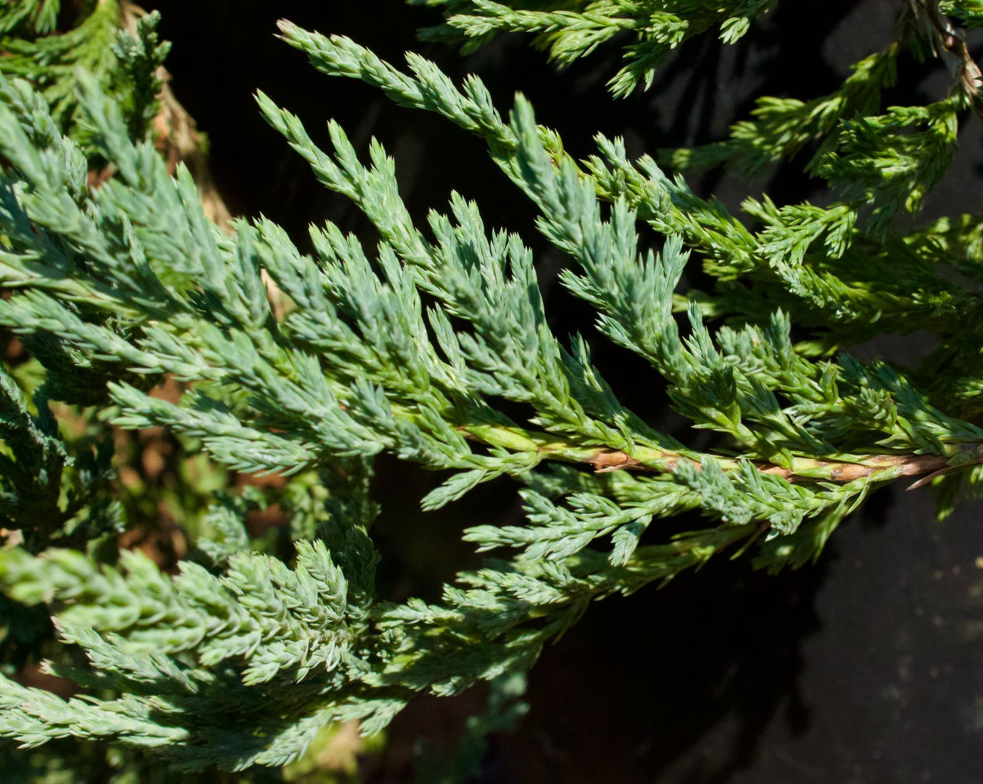 A close up of a tree branch with green leaves