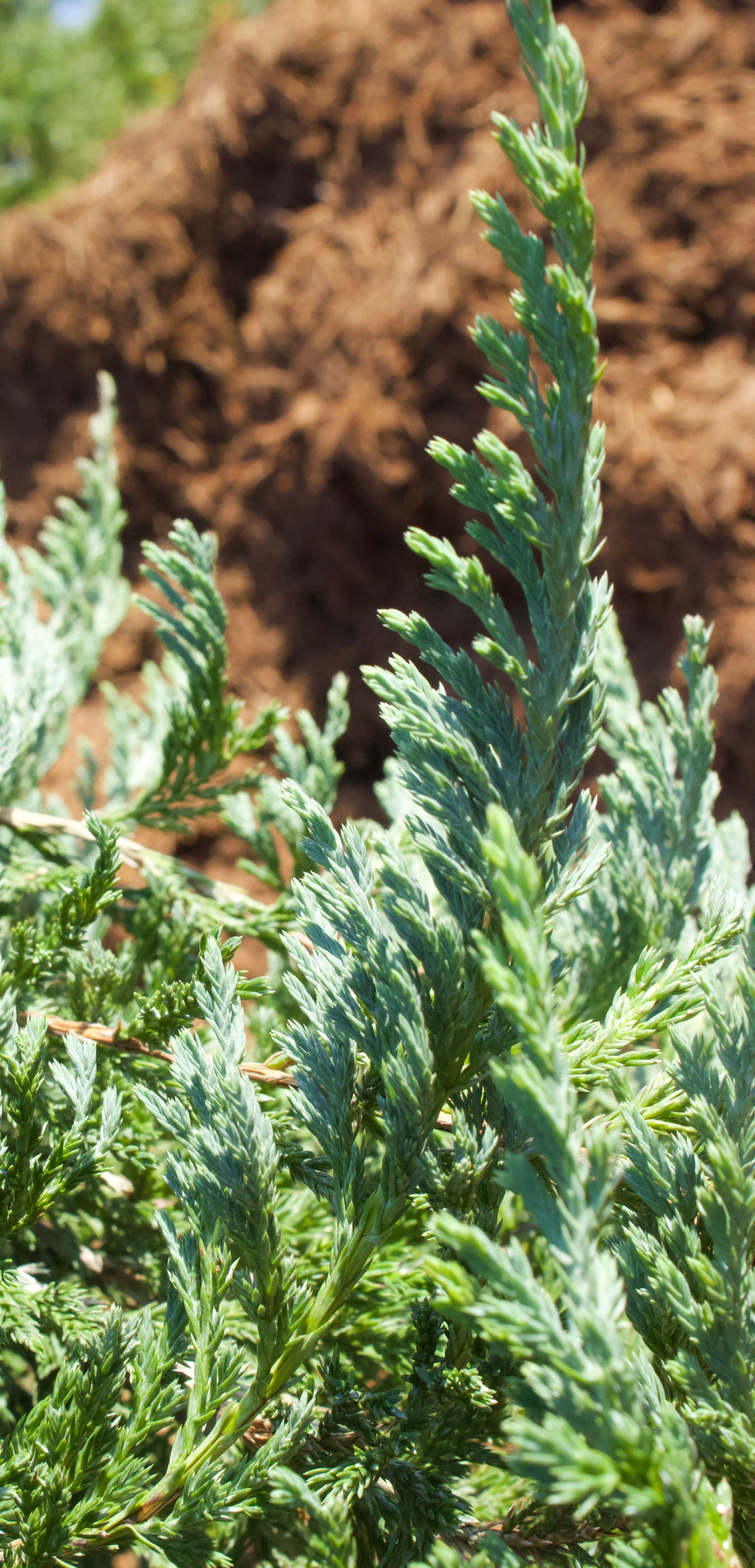 A close up of a plant with a pile of dirt in the background.