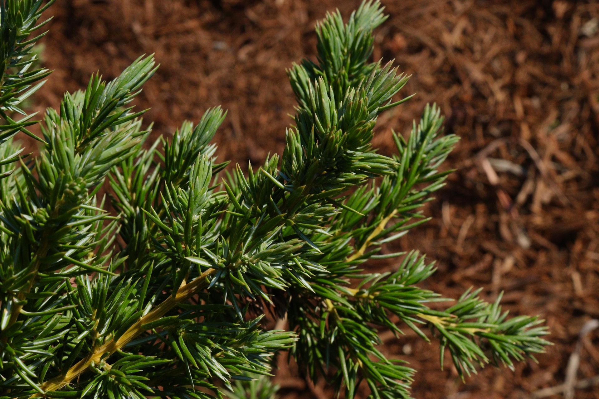 A close up of a pine tree branch with a brown background.
