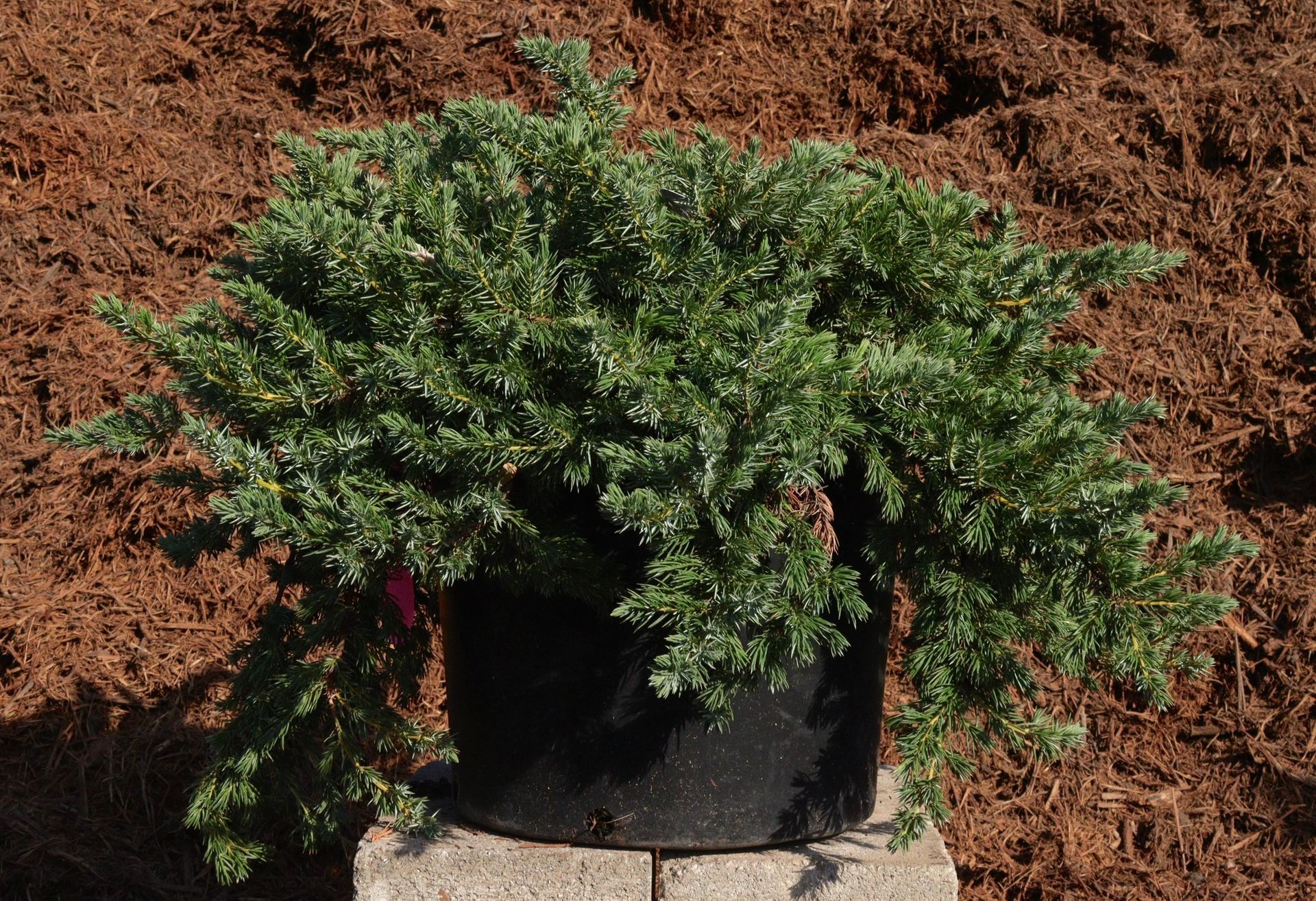 A potted plant is sitting on a brick in front of a pile of mulch.