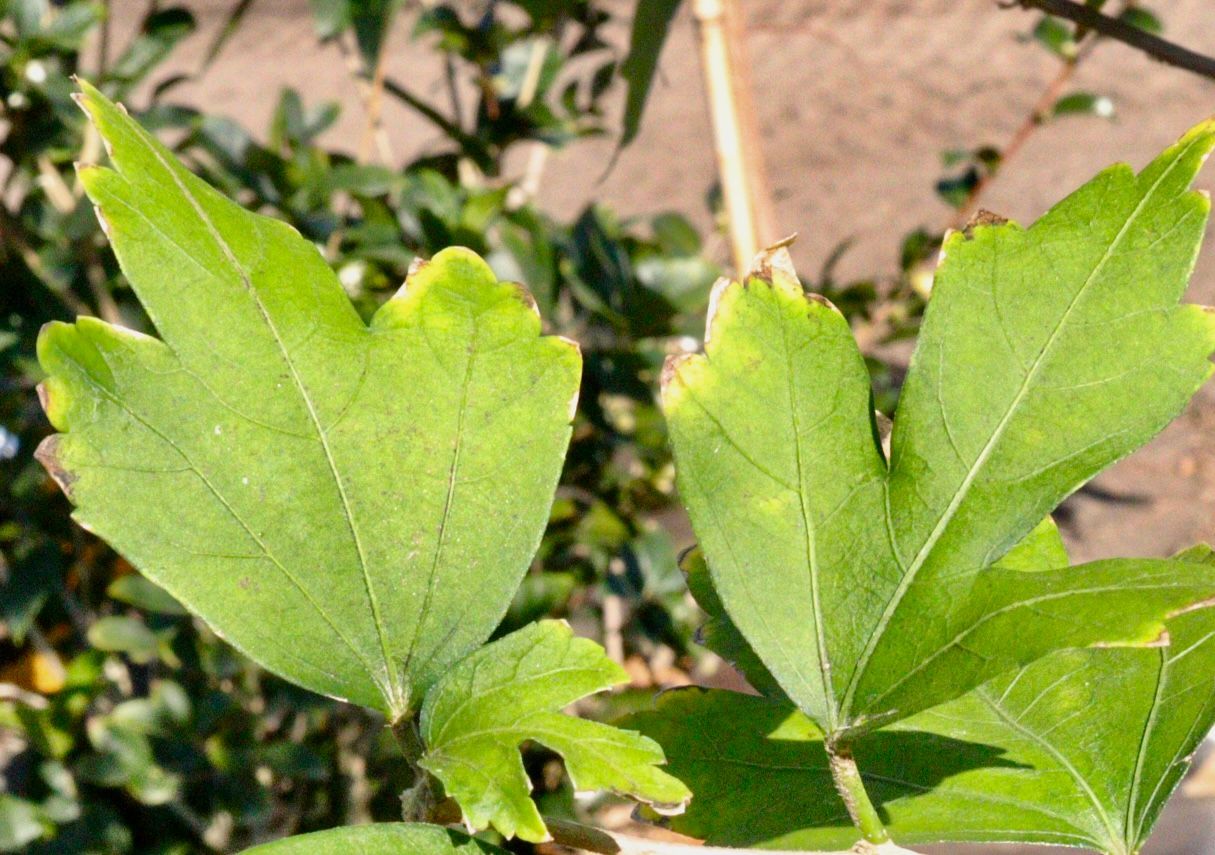 A close up of two green leaves on a plant