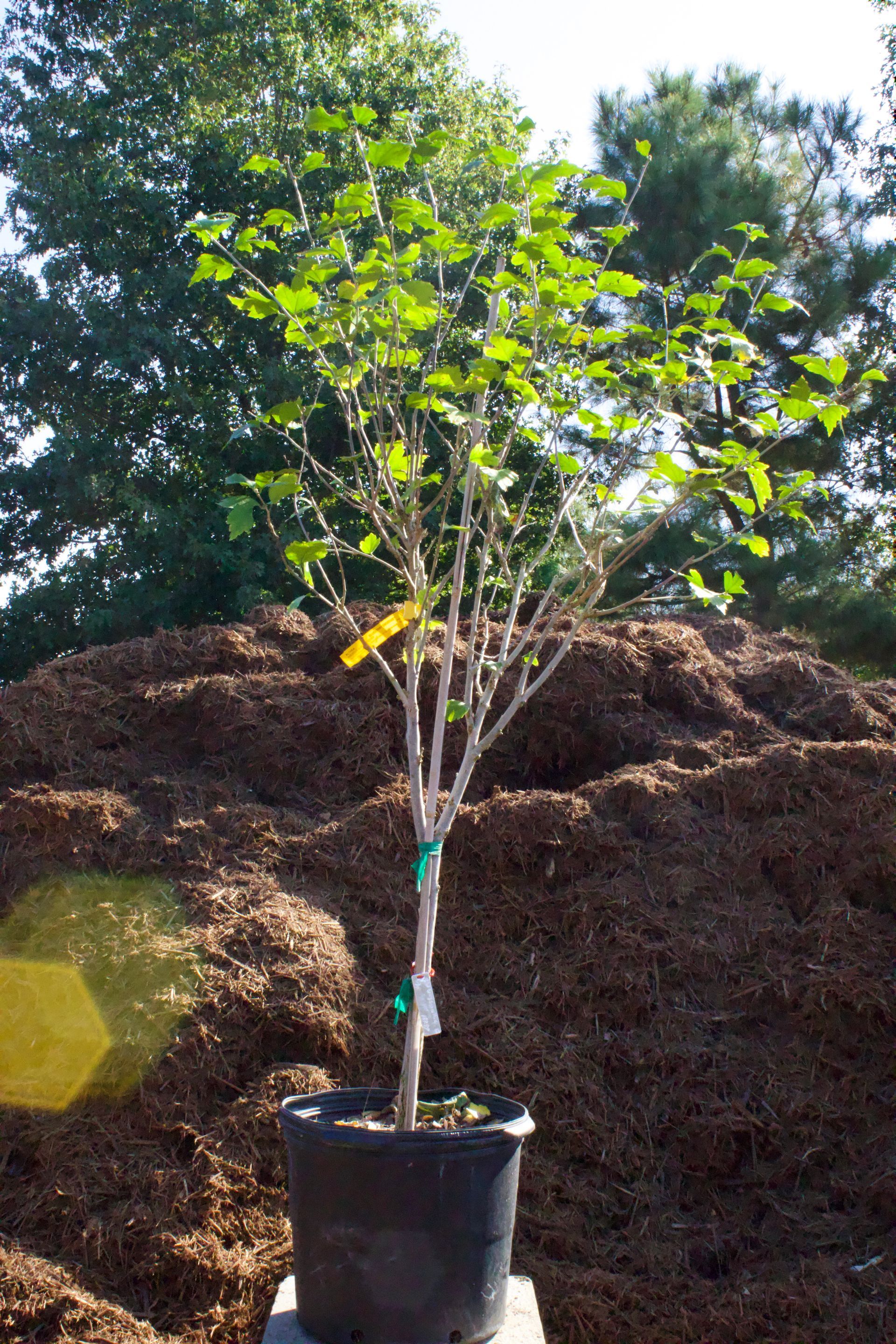 A small tree in a black pot sits in front of a pile of mulch