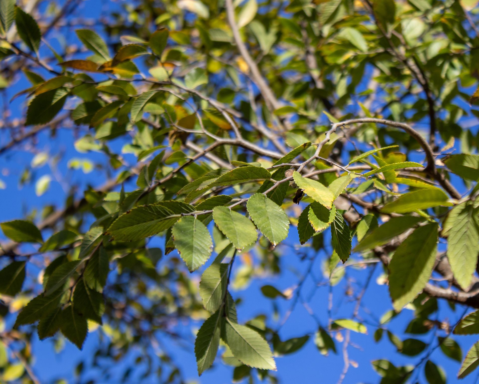 A tree with lots of green leaves against a blue sky.