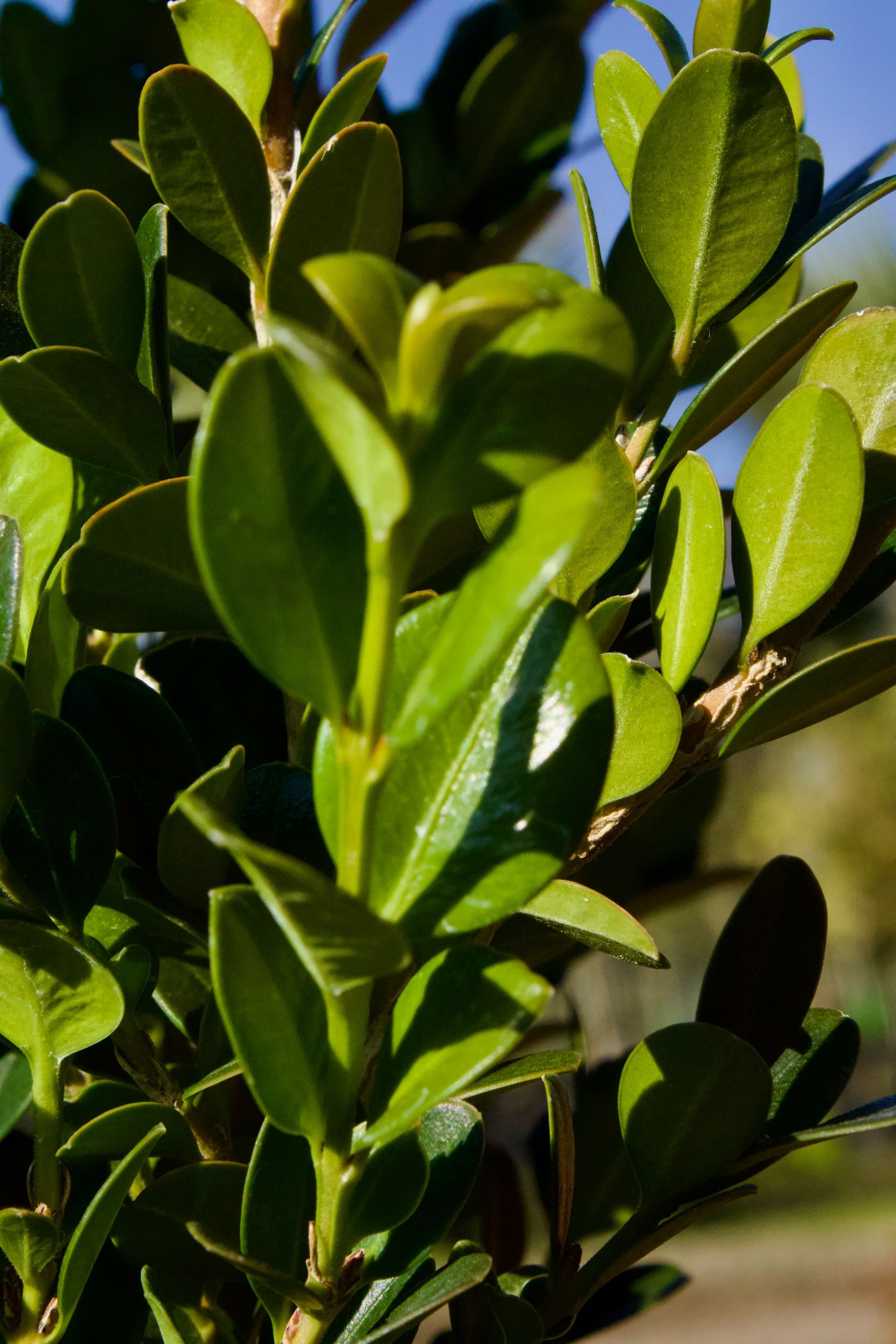 A close up of a plant with lots of green leaves