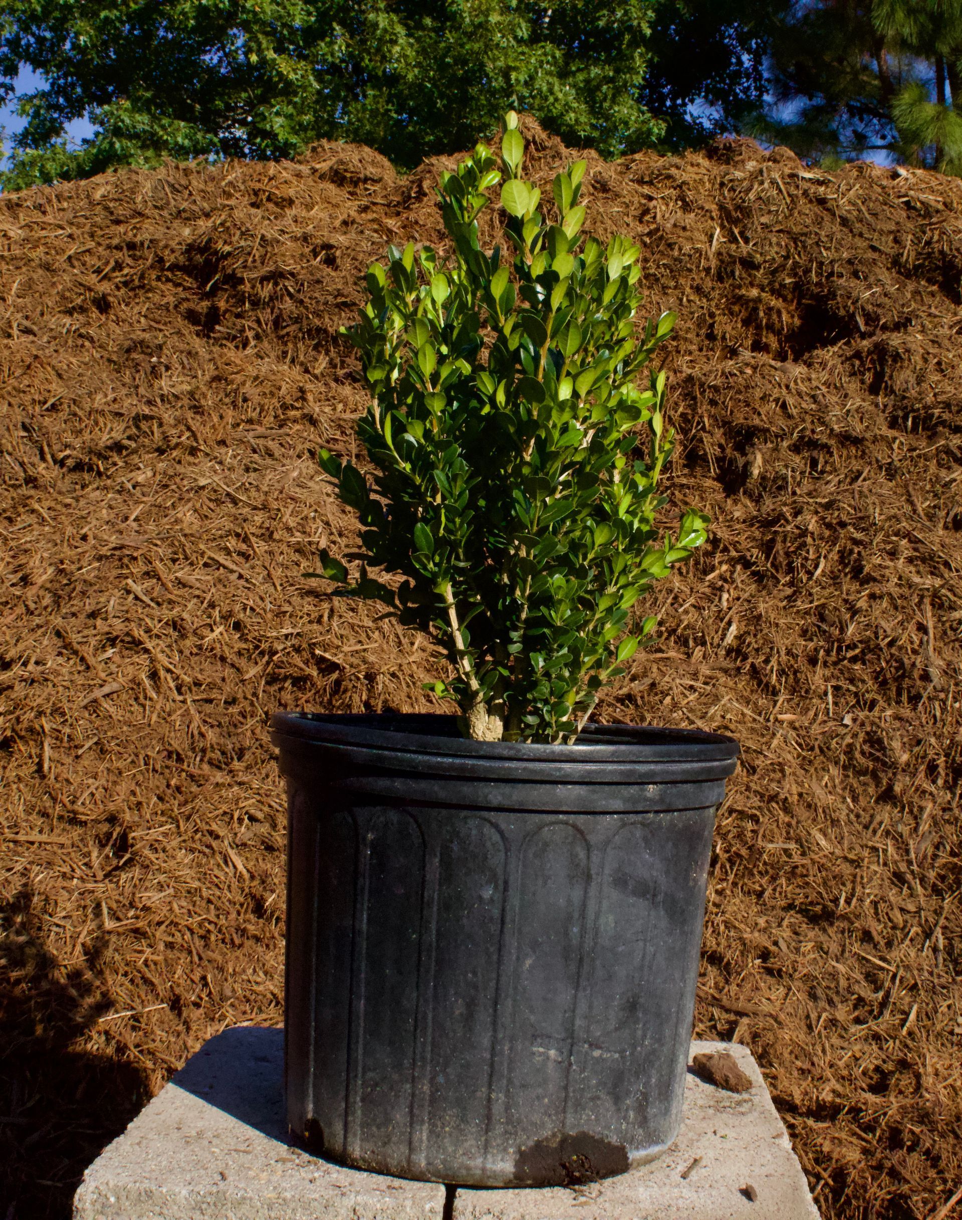 A small plant in a black pot is sitting in front of a pile of mulch