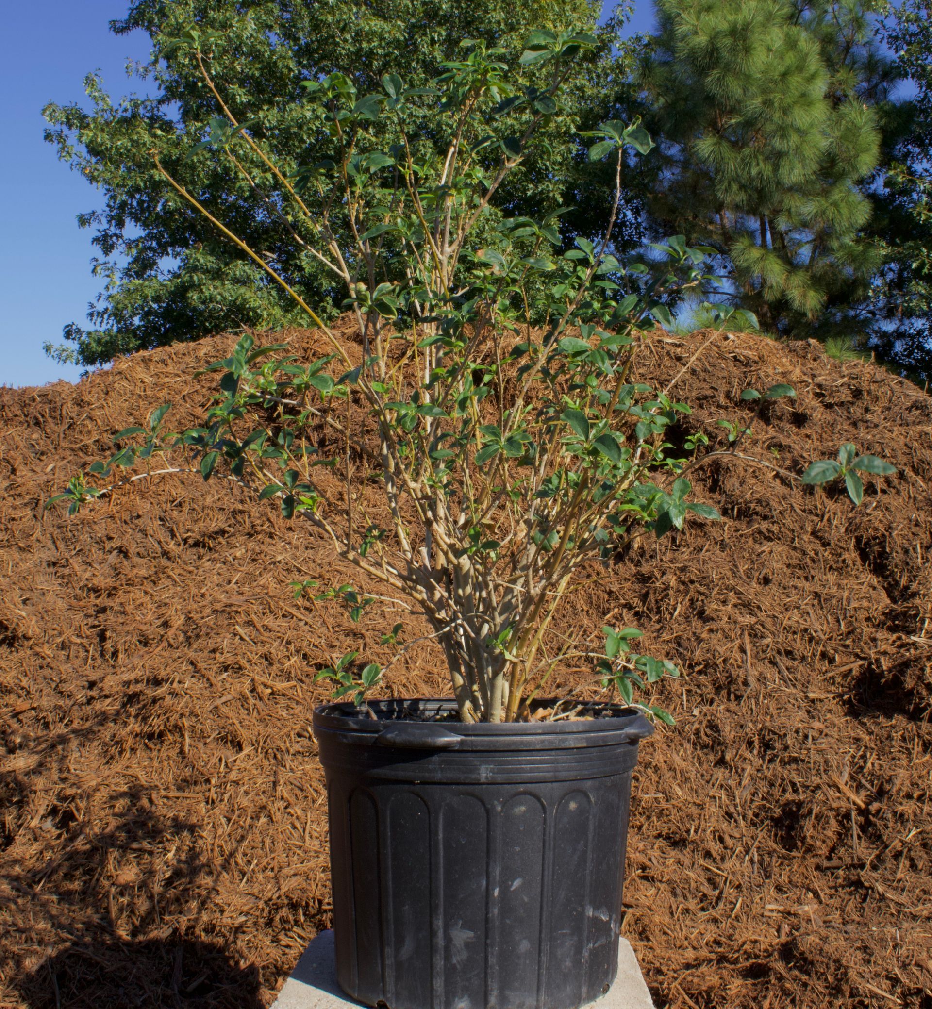 A small tree in a black pot is sitting in front of a pile of mulch.