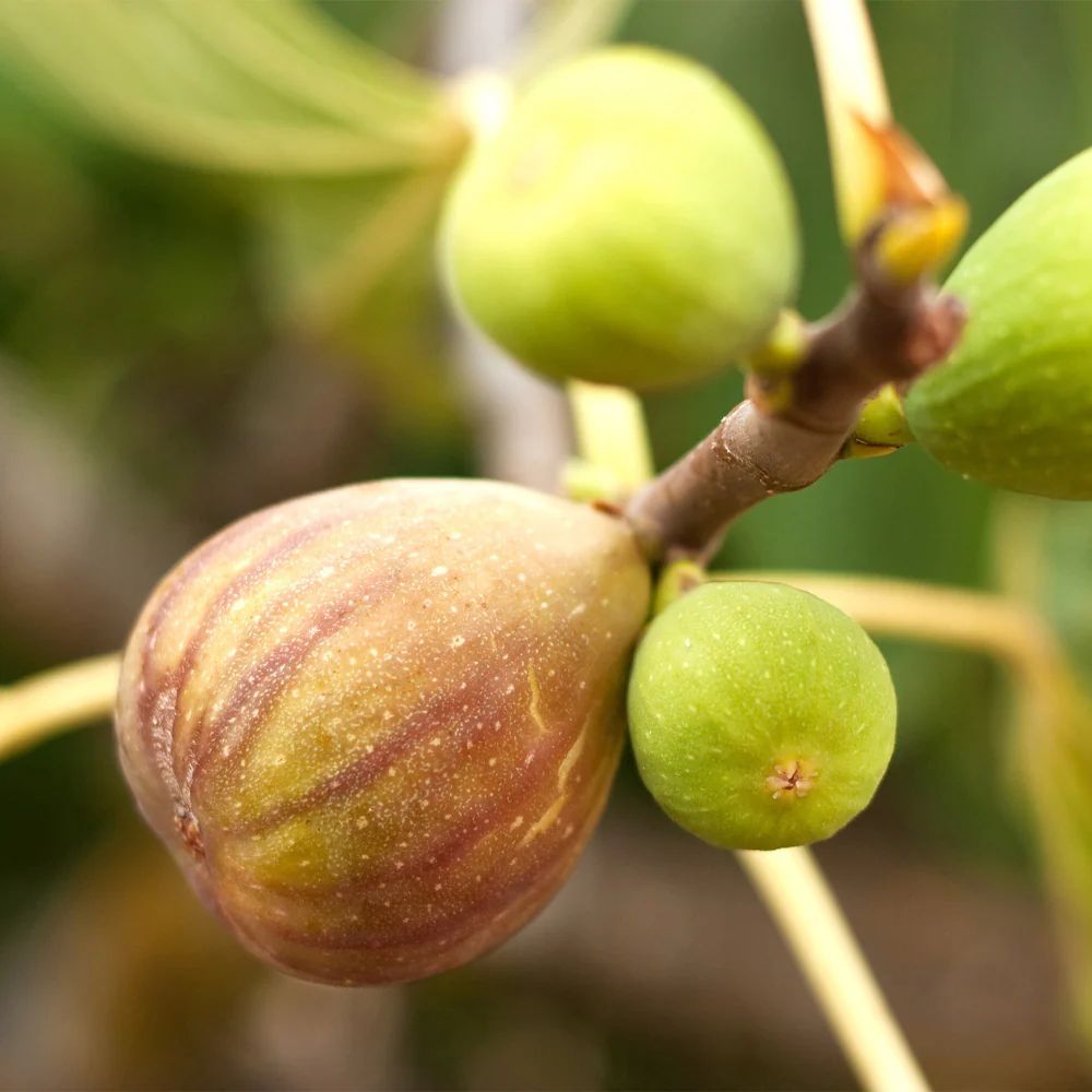 A bunch of figs are growing on a tree branch
