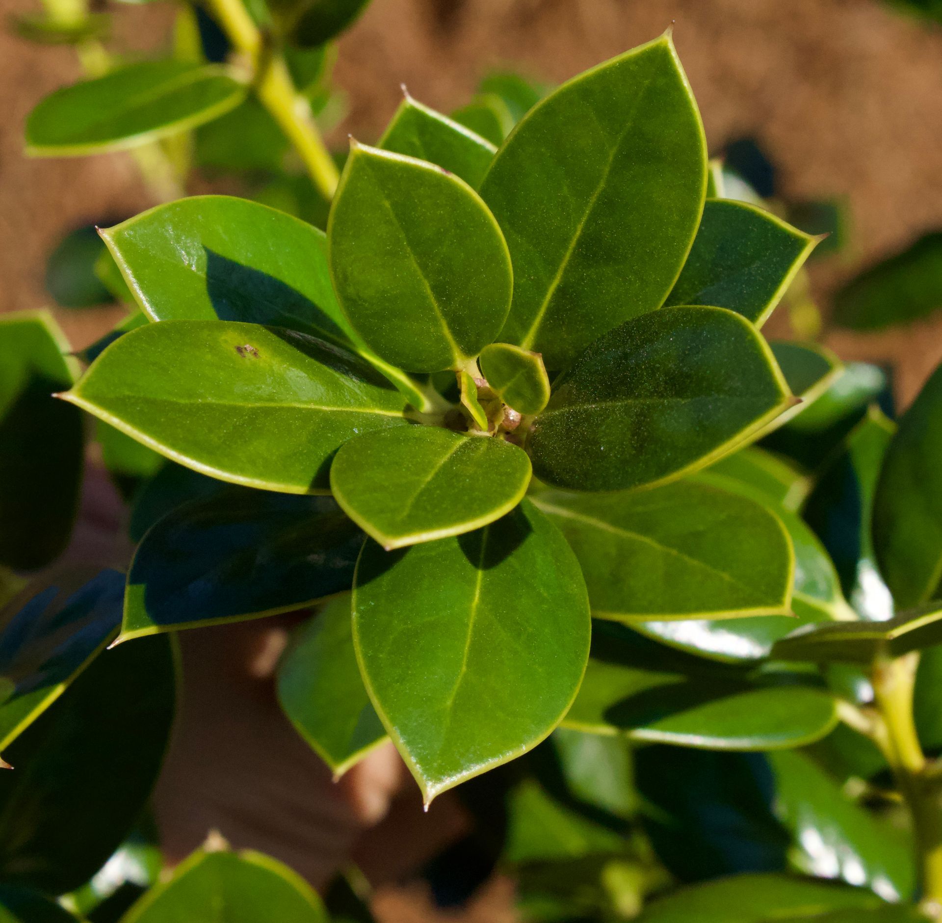 A close up of a plant with green leaves