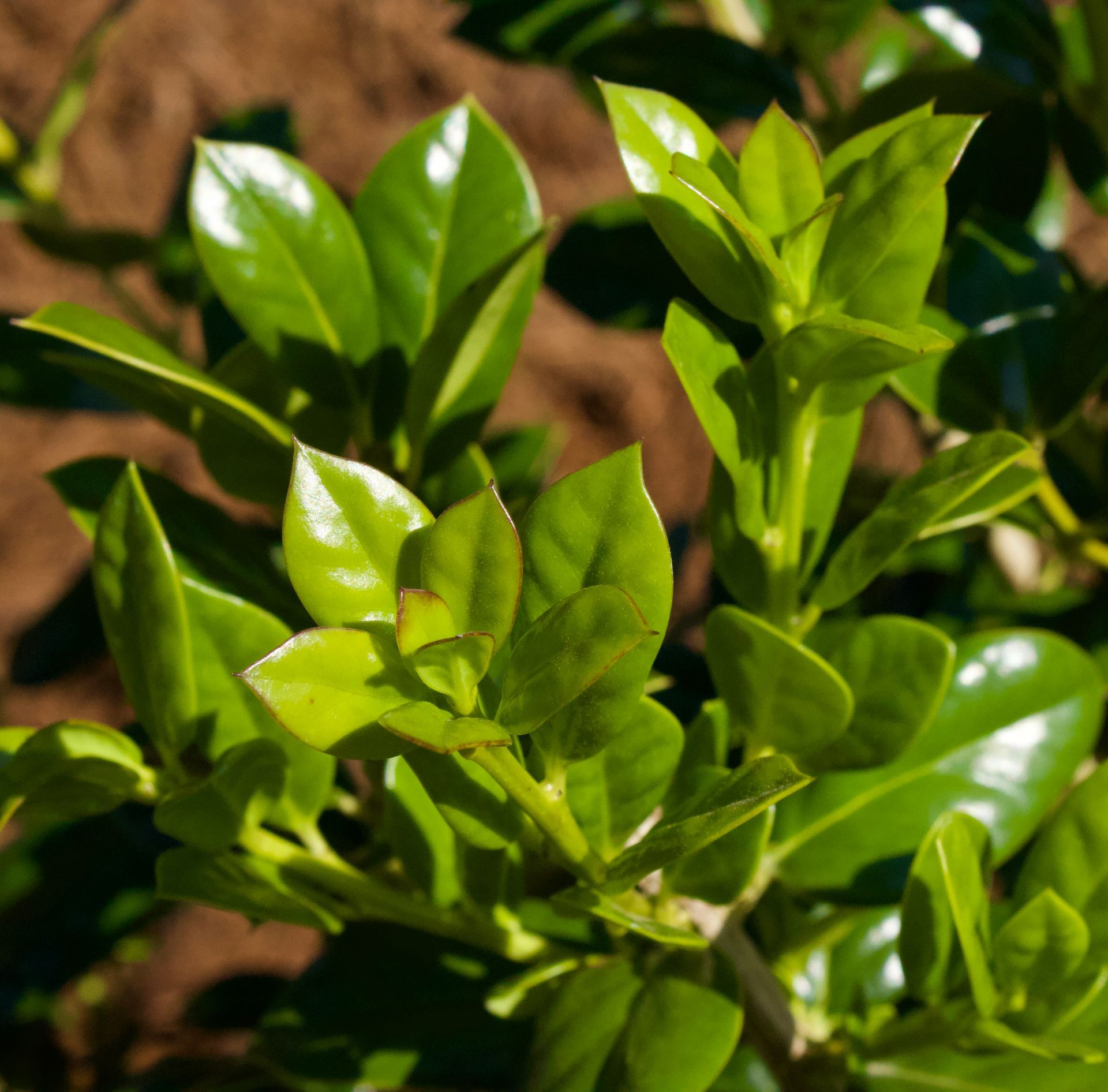 A close up of a plant with lots of green leaves