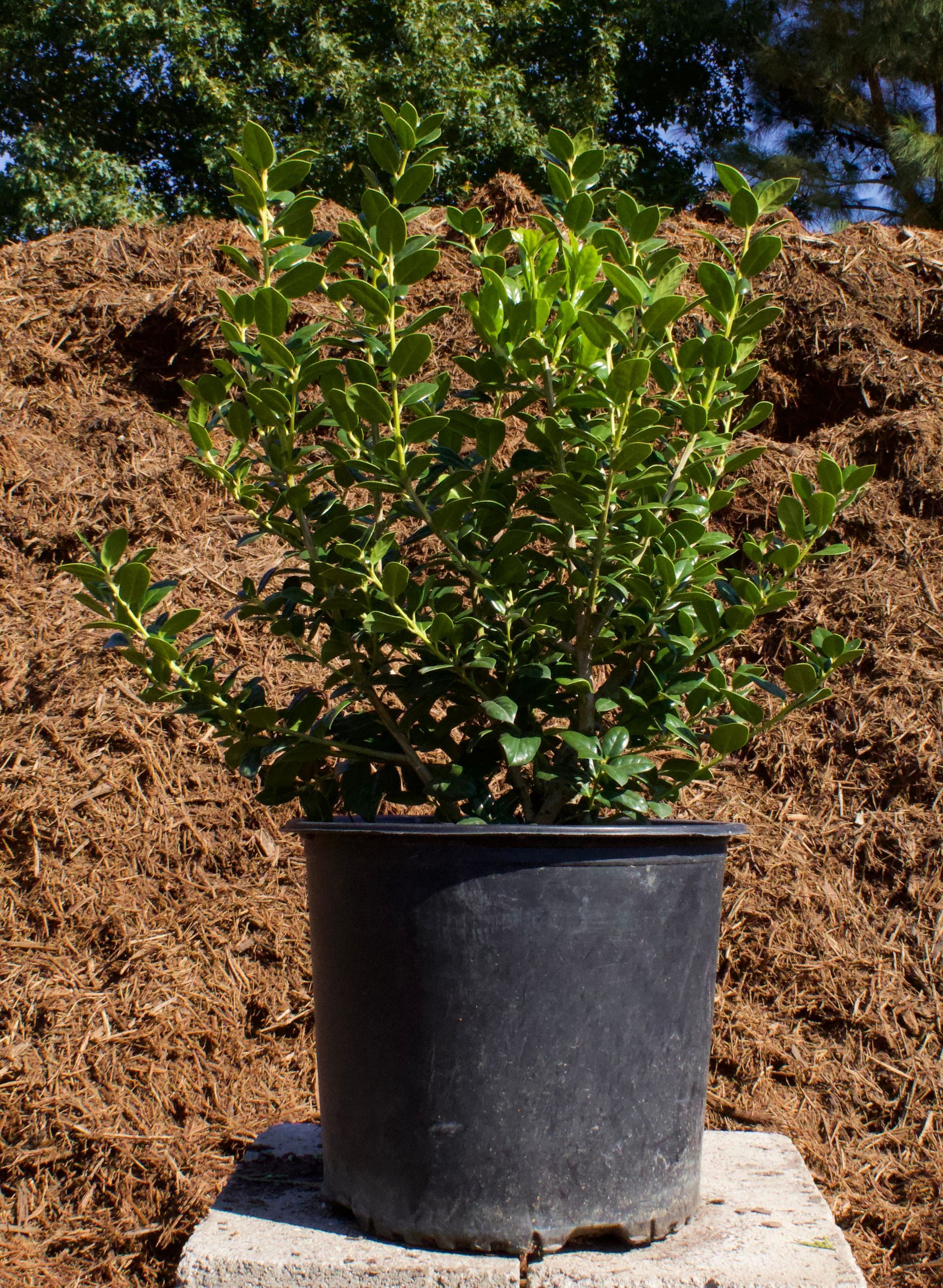 A small plant in a black pot is sitting on a concrete block in front of a pile of mulch