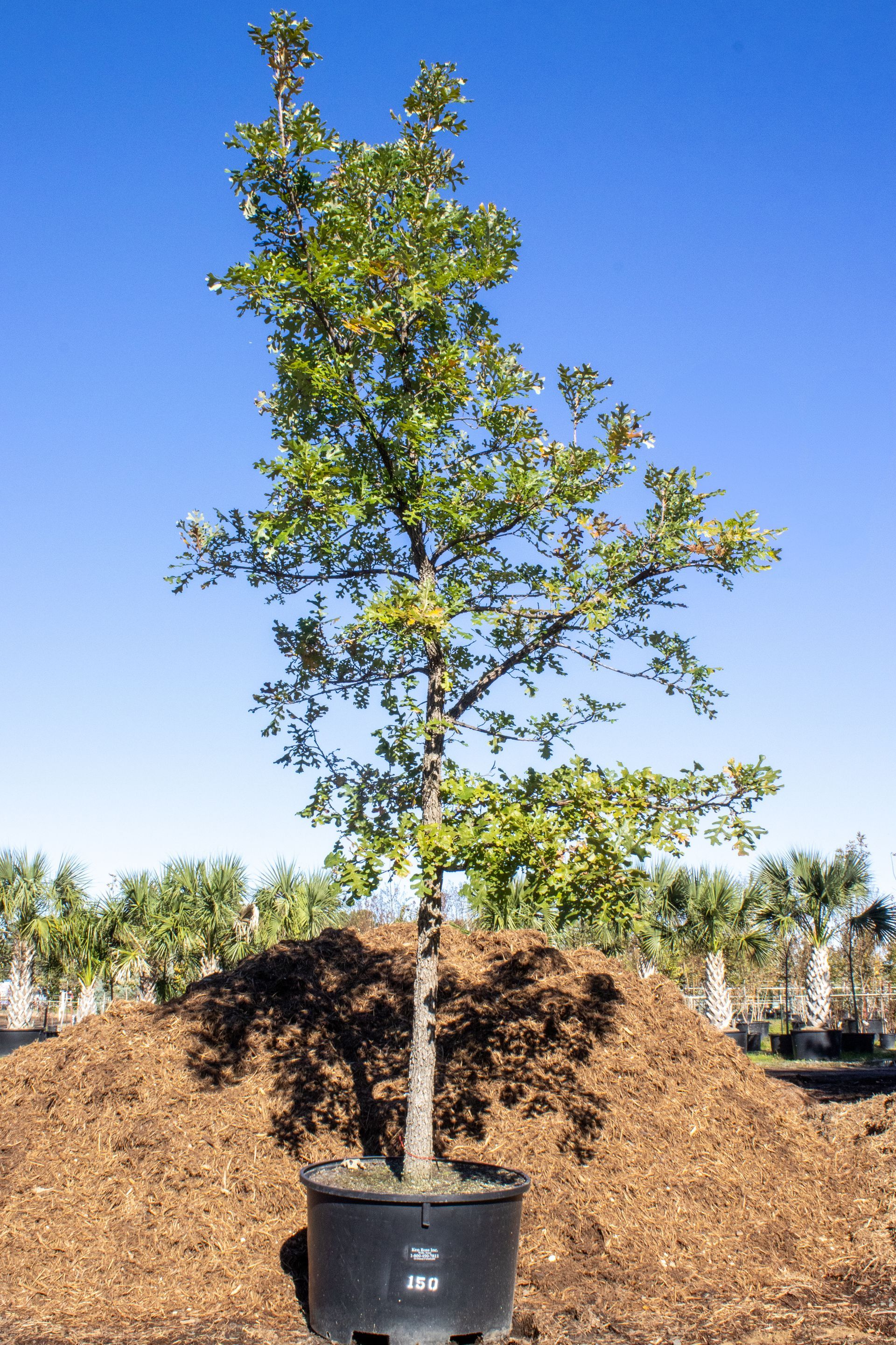 A large tree in a black pot is sitting on top of a pile of mulch.