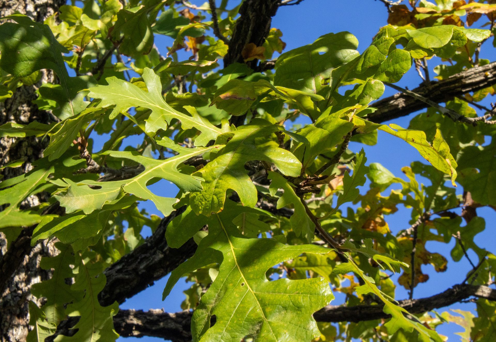 A tree with lots of green leaves against a blue sky