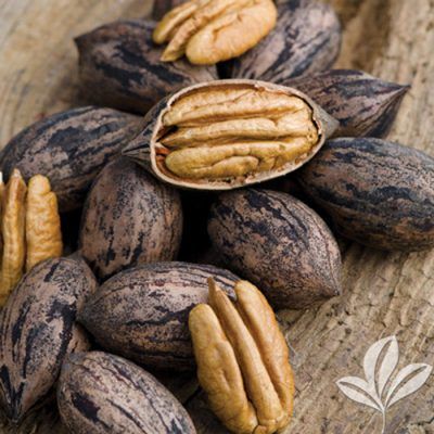 A green letter t on a white background.