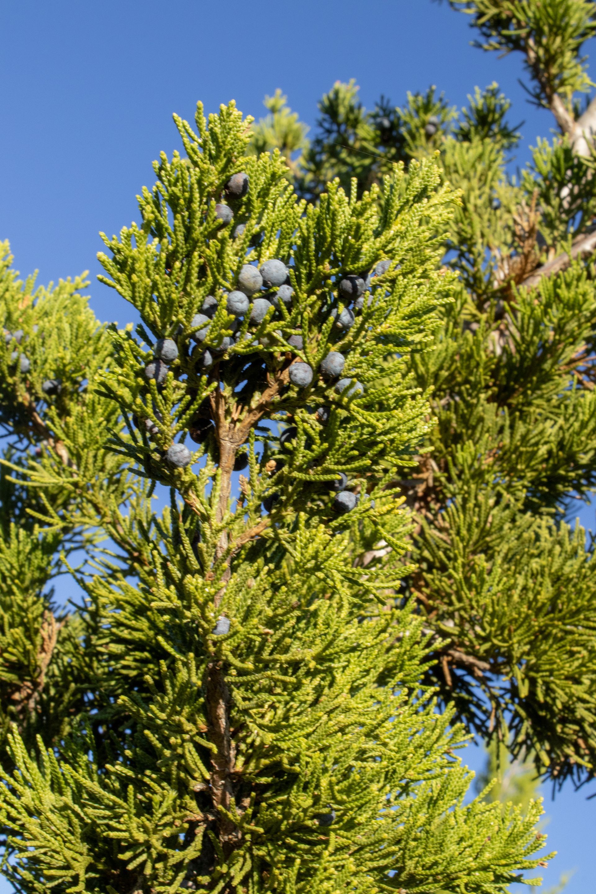 A tree with lots of green leaves and blue berries