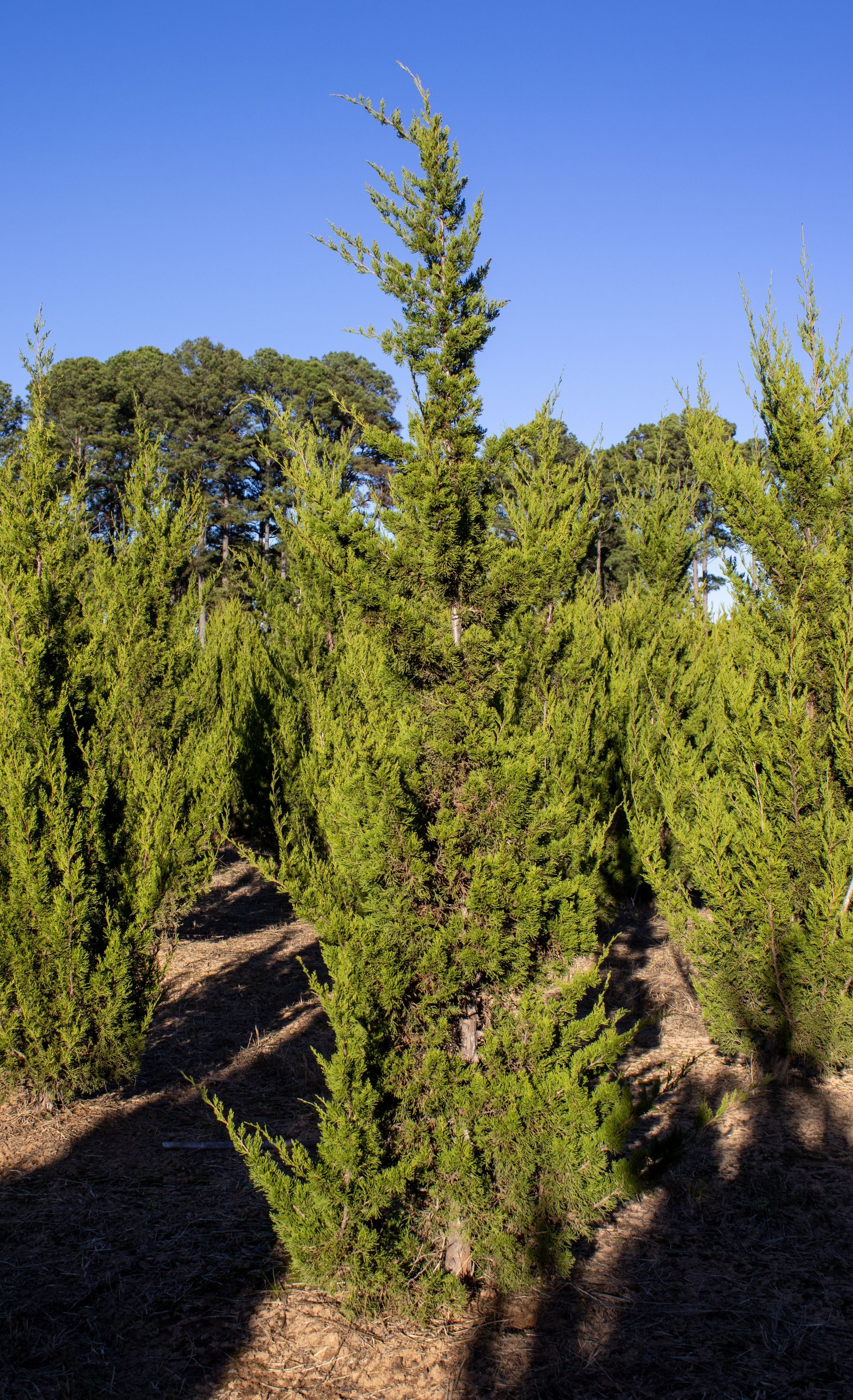 A row of christmas trees in a field with a blue sky in the background.