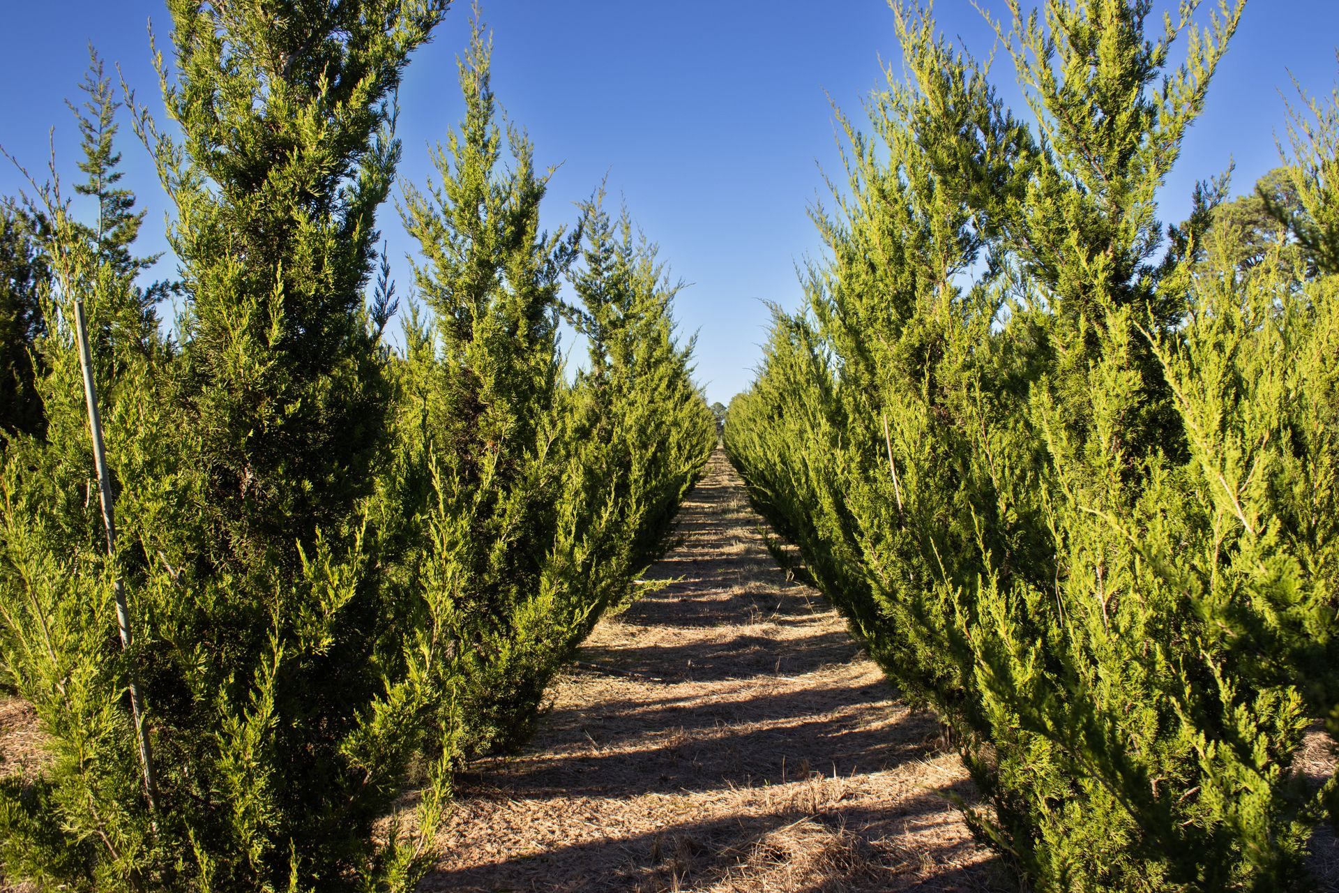 A row of trees with a blue sky in the background