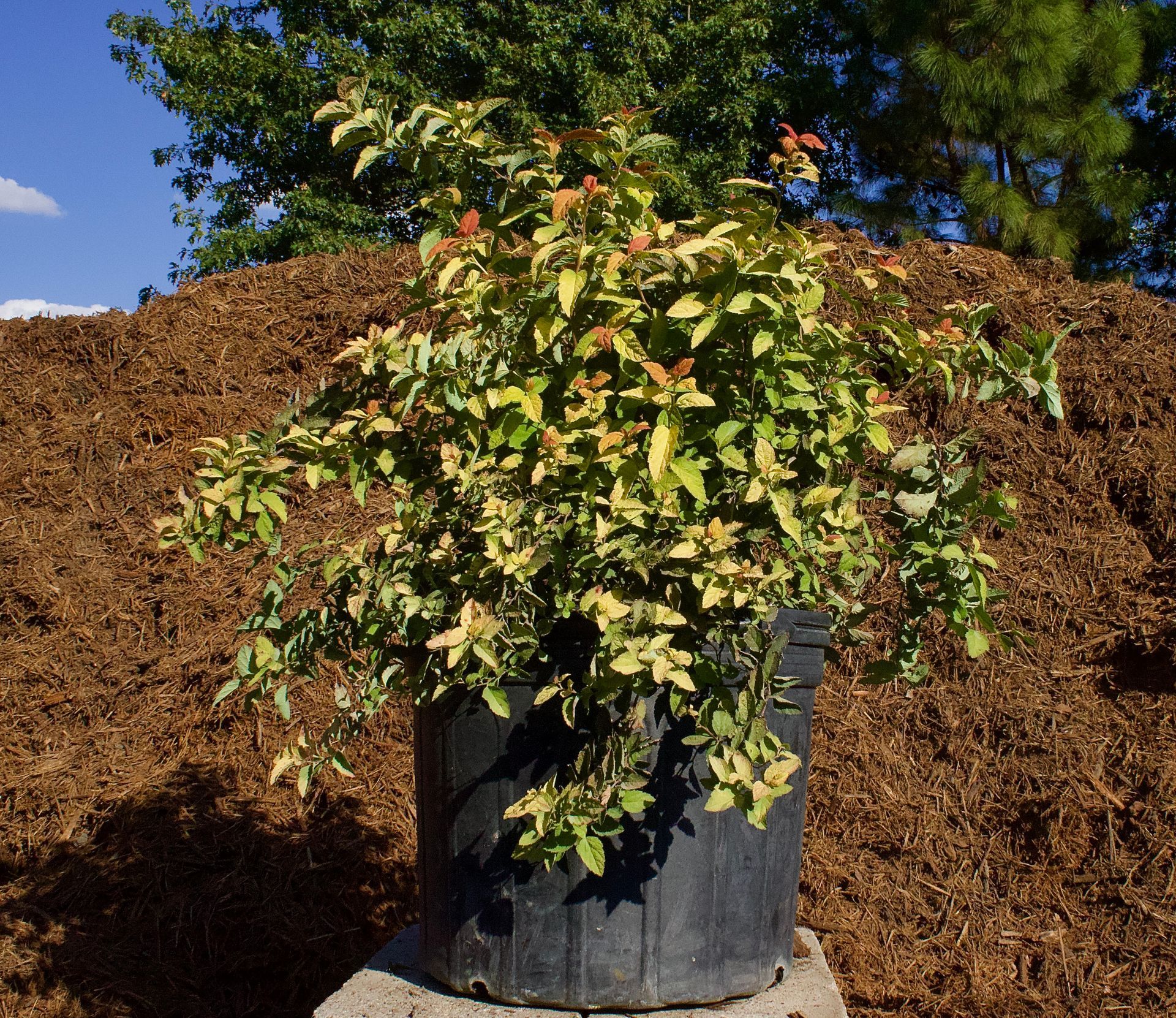A potted plant is sitting in front of a pile of mulch