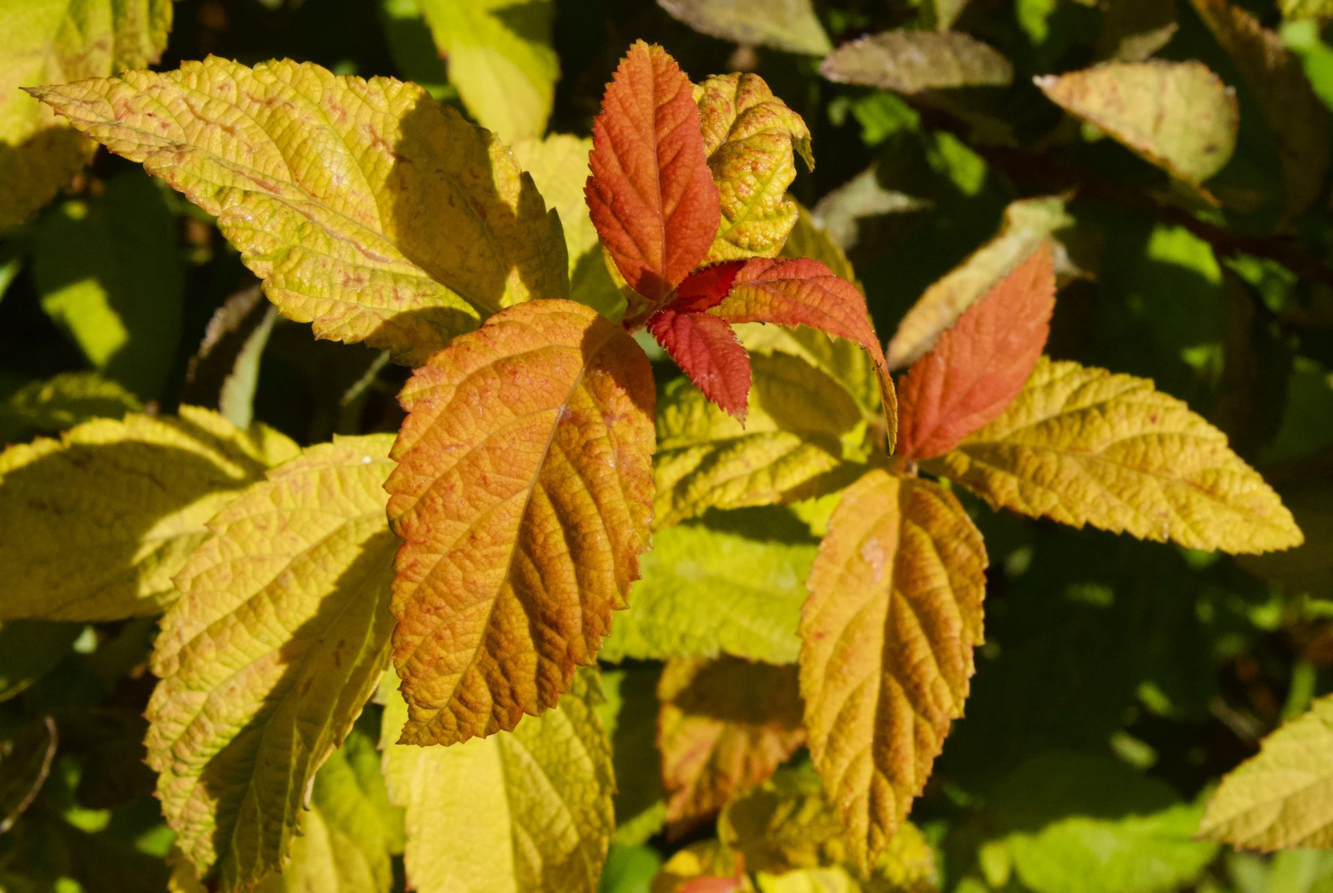 A close up of a plant with yellow and red leaves