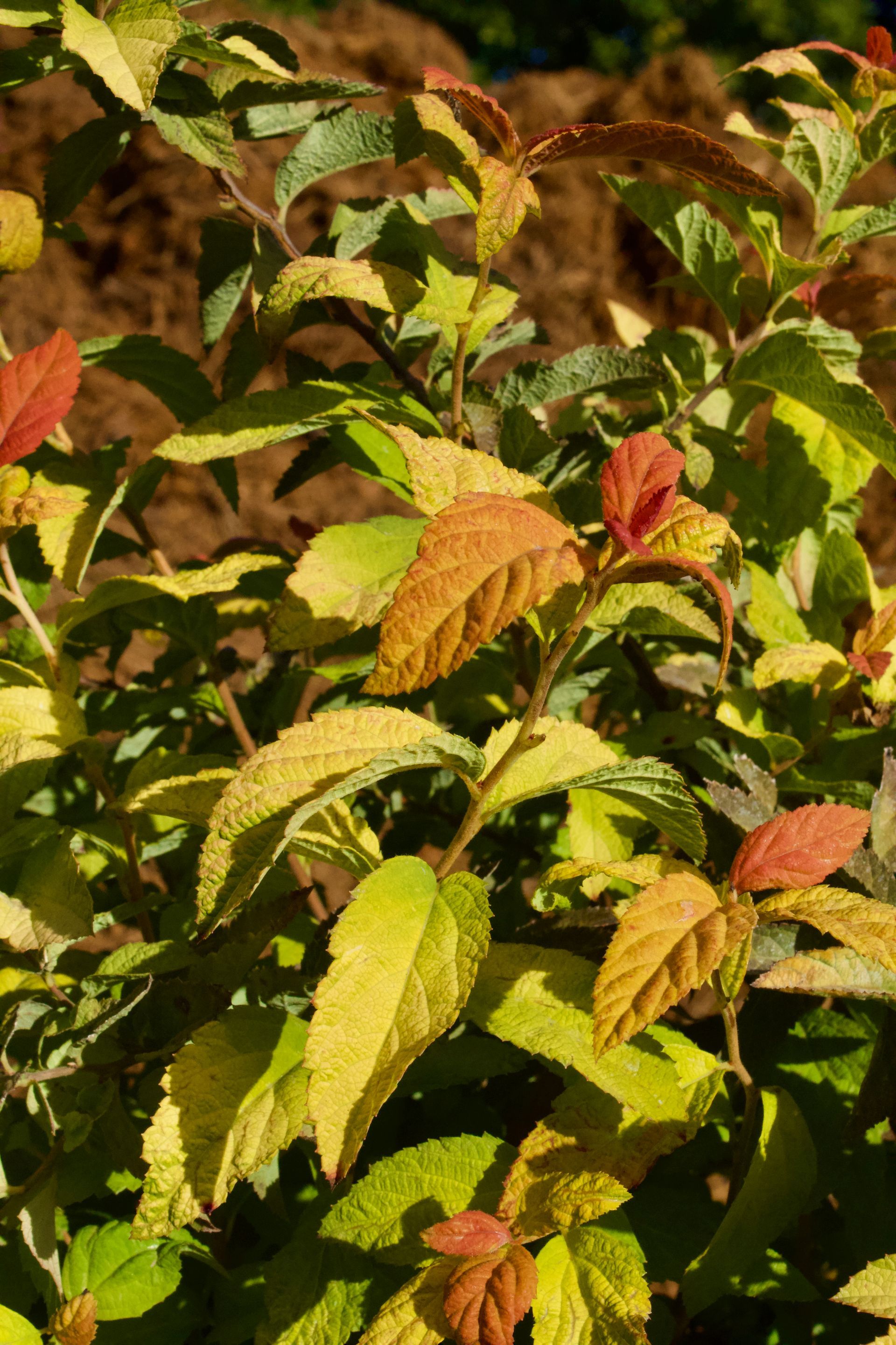 A close up of a plant with yellow and red leaves