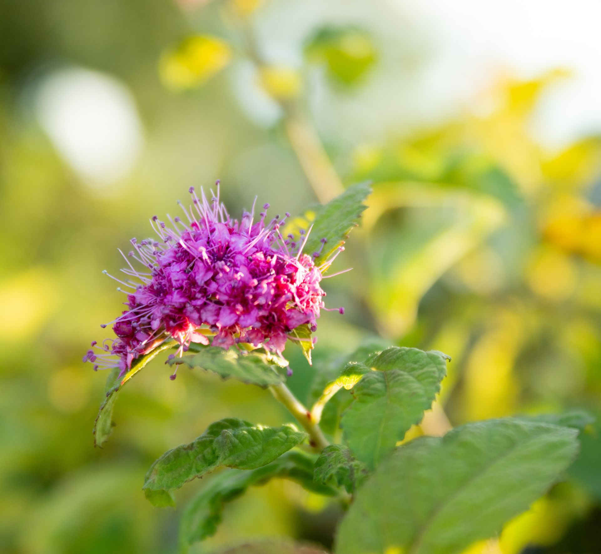 A close up of a purple flower with green leaves